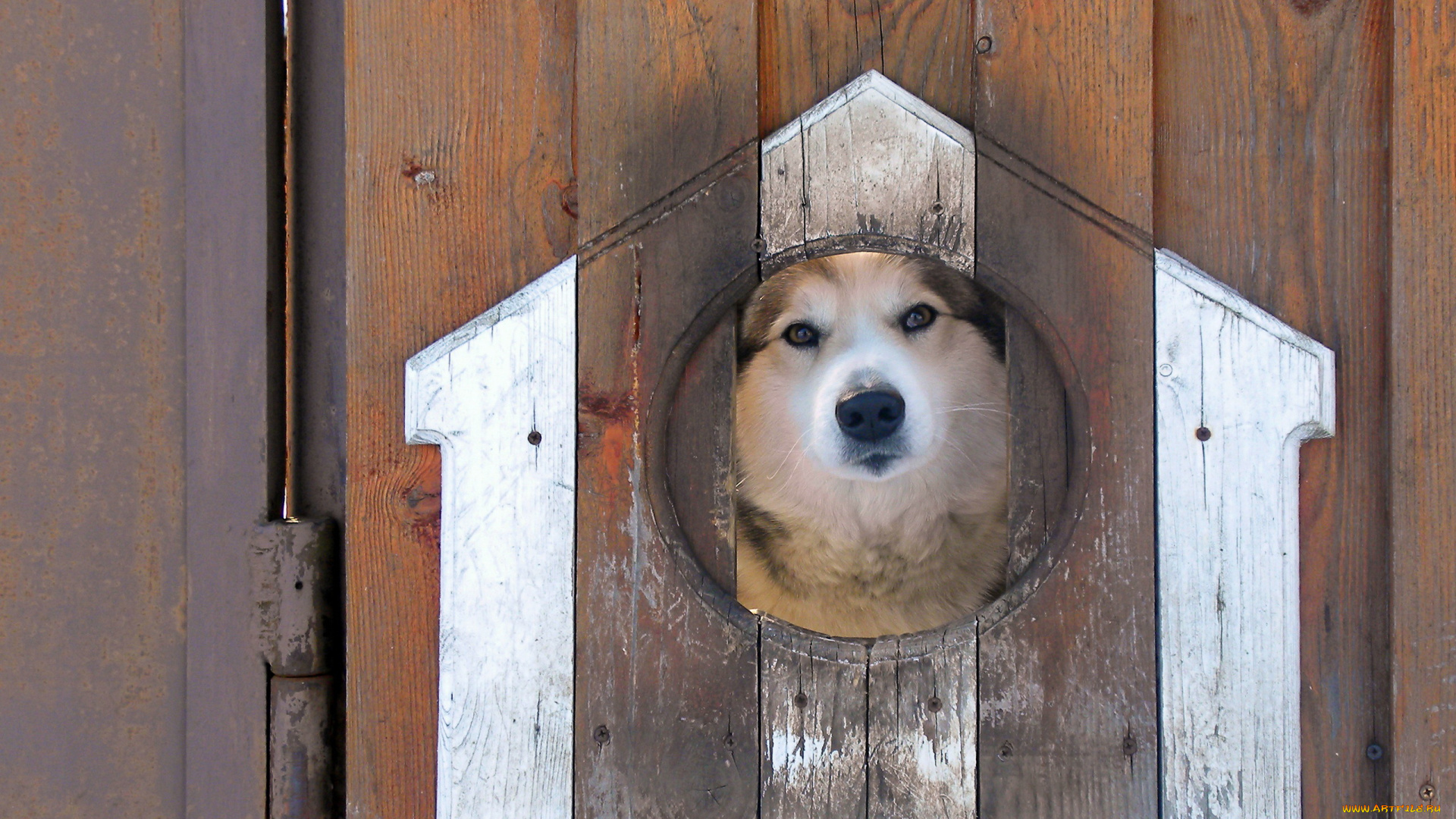 животные, собаки, взгляд, забор, собака