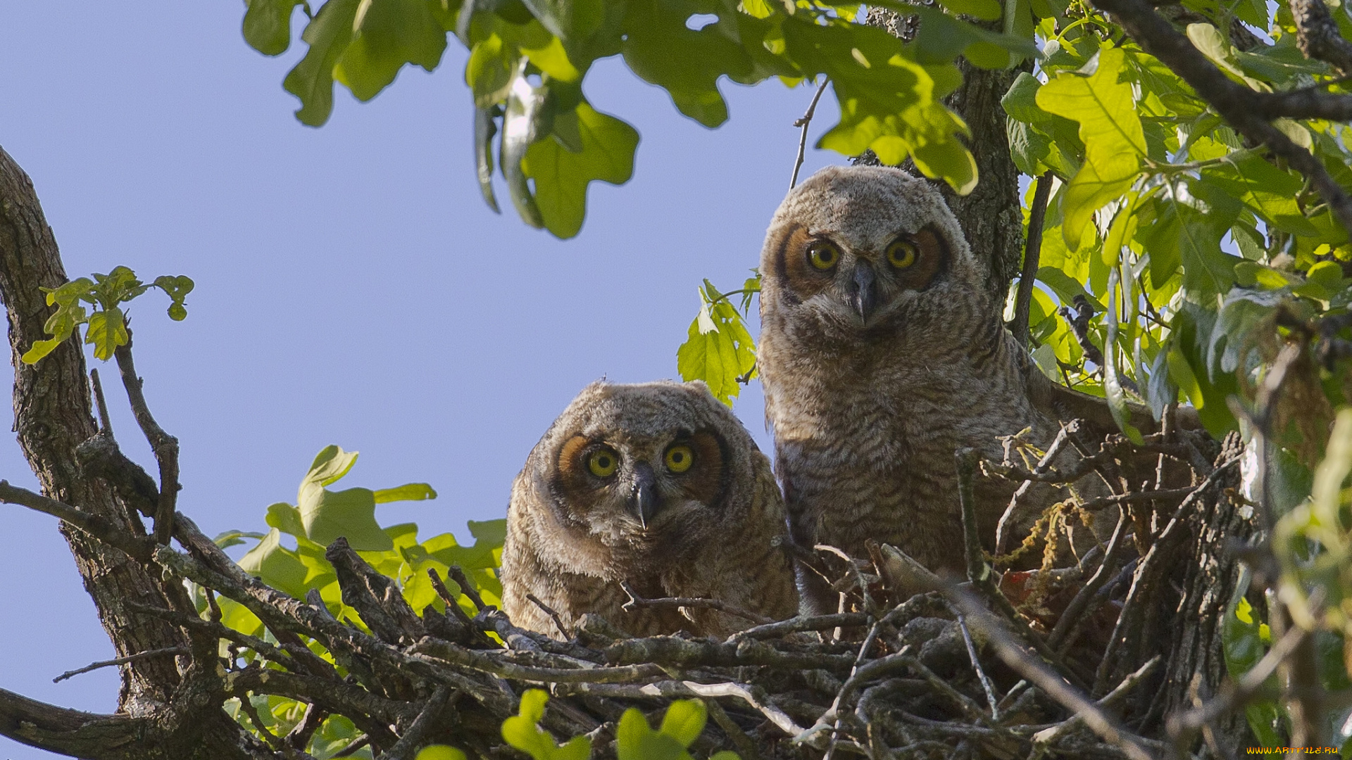 животные, совы, гнездо, дерево, птенцы, большая, рогатая, сова