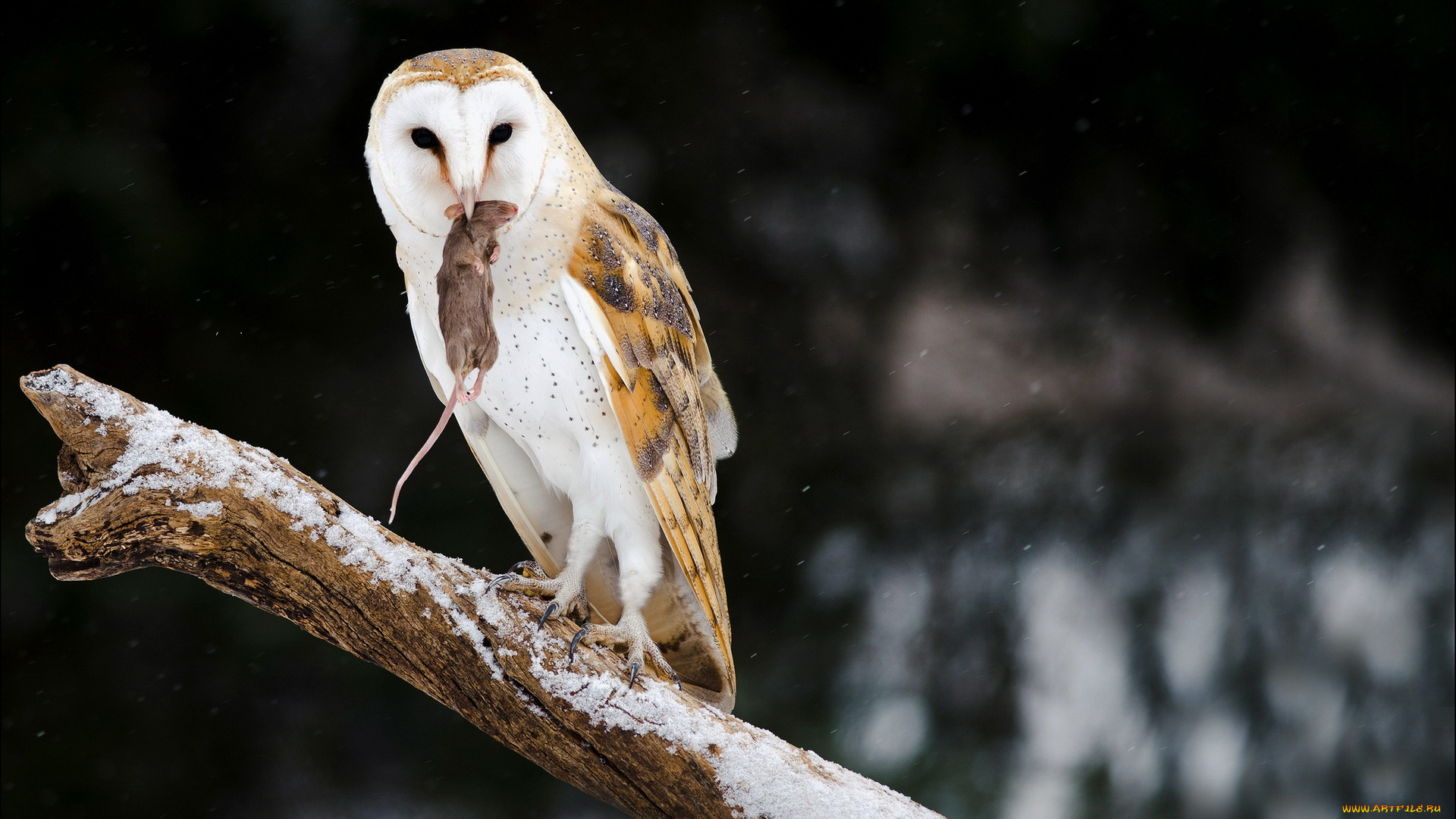животные, совы, сова, снег, мышка, природа, охота
