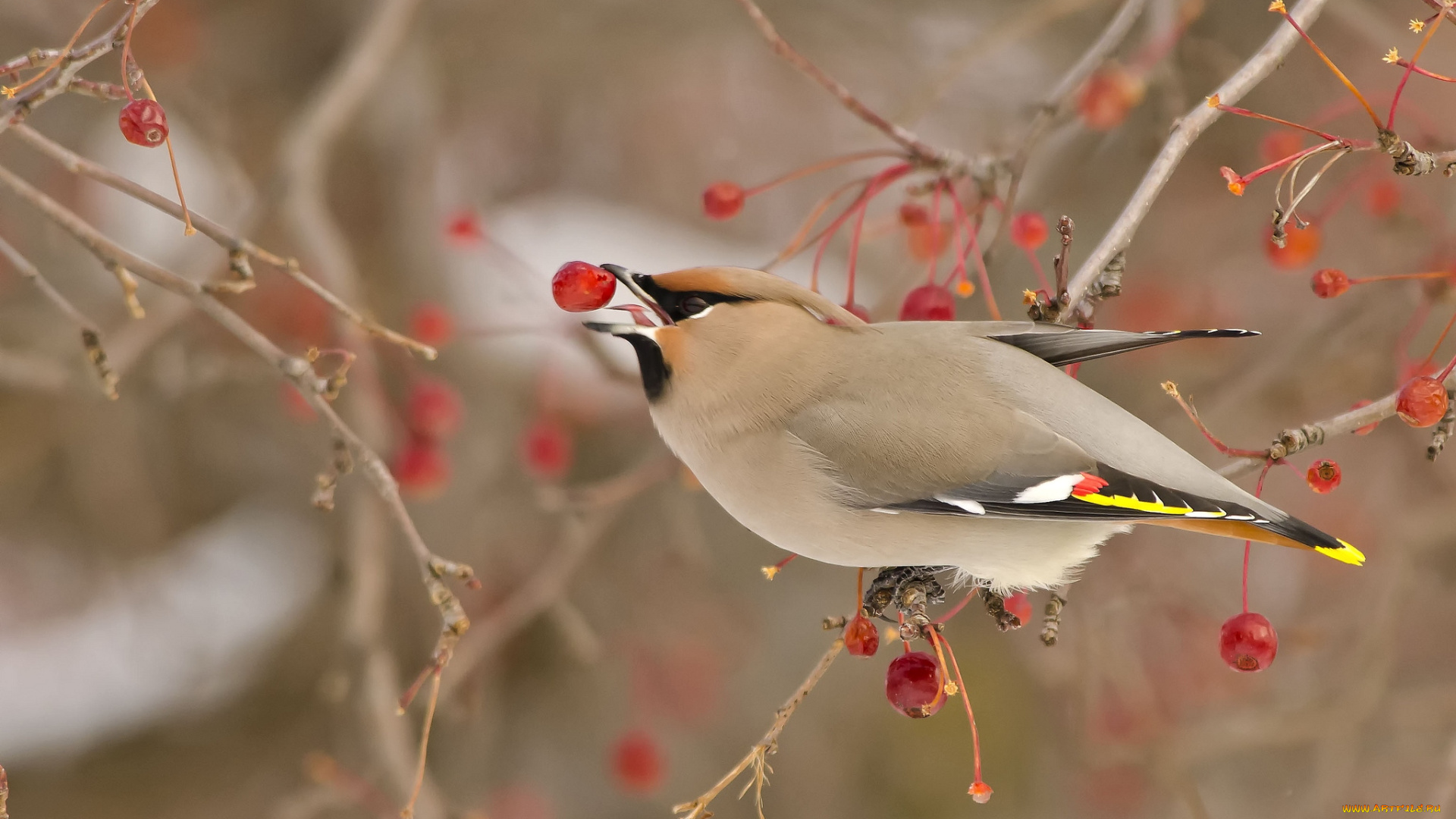 животные, свиристели, ягоды, обед