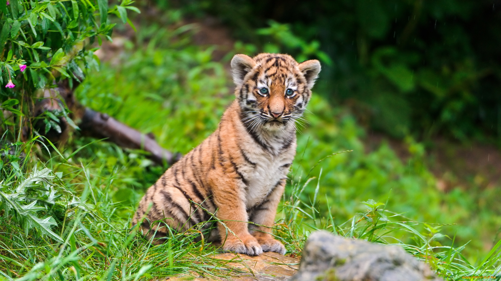 животные, тигры, малыш, милый