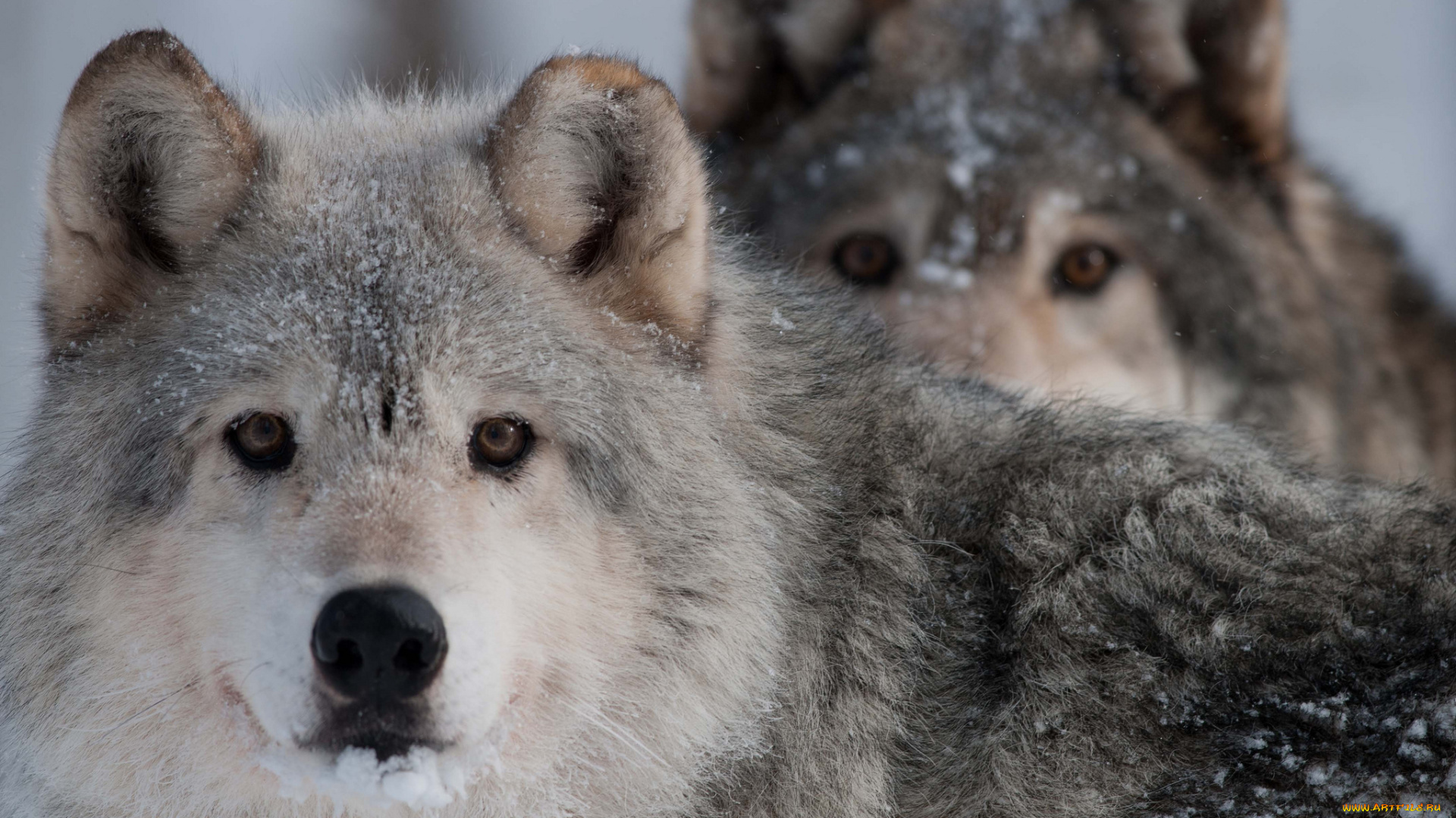 животные, волки, хищник, взгляд