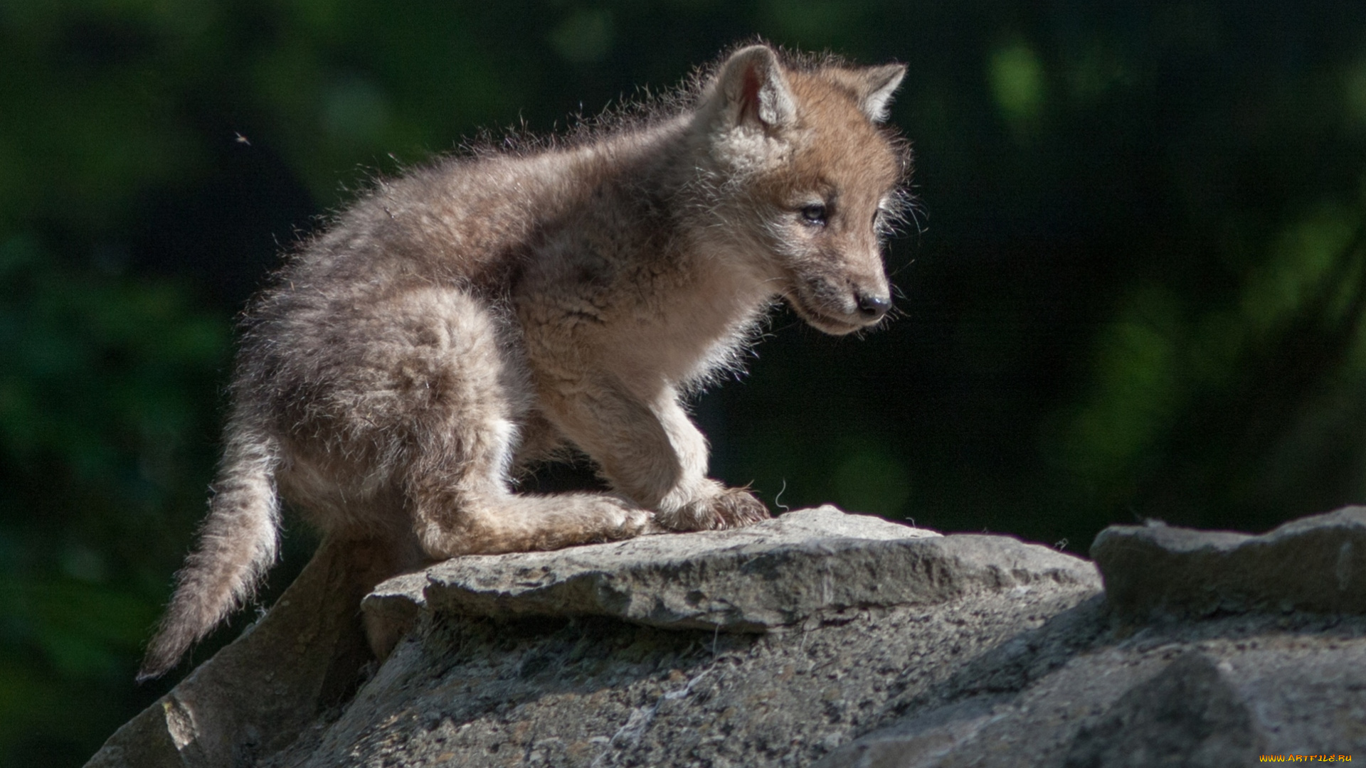животные, волки, малыш, волчонок
