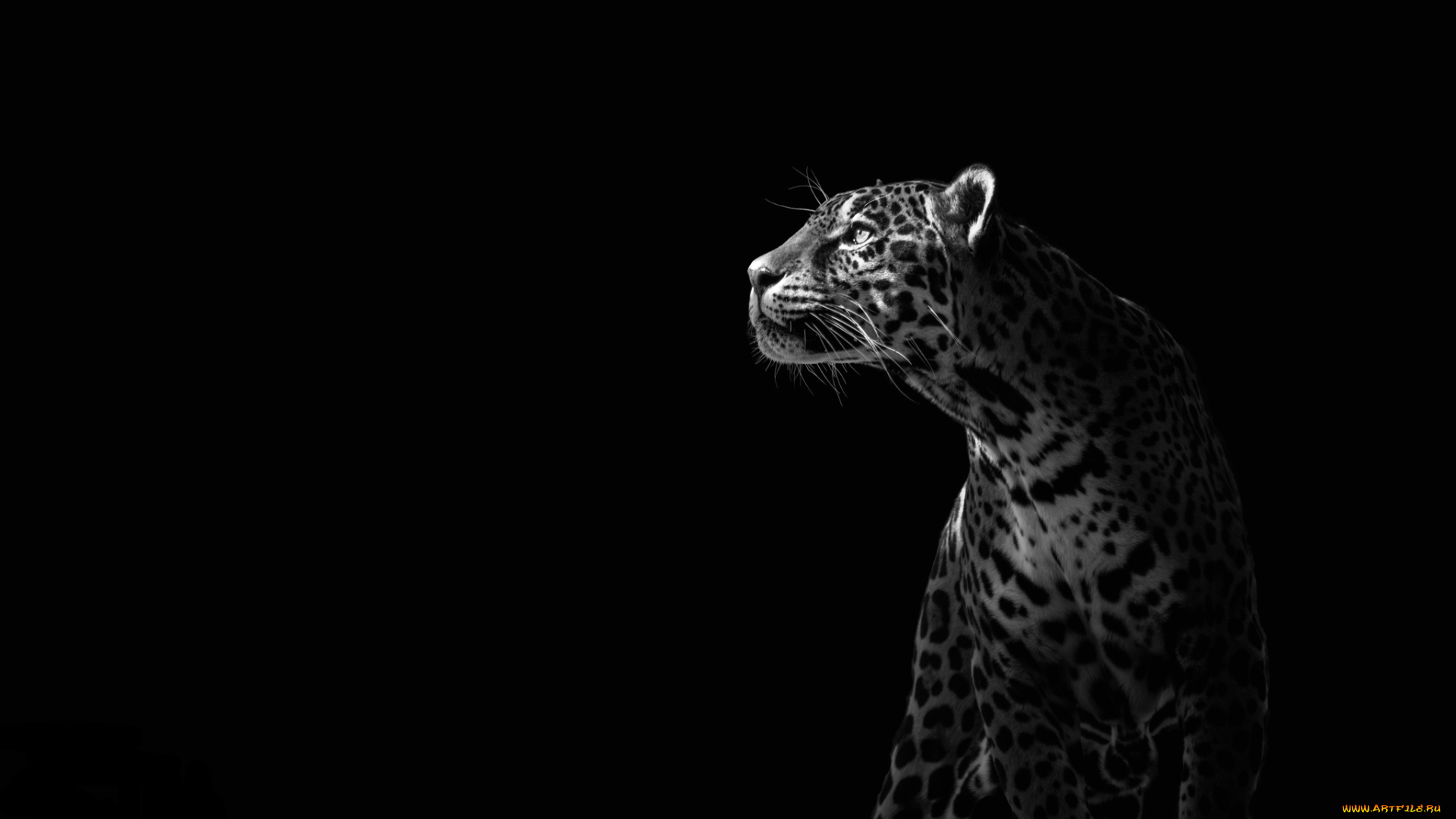 животные, Ягуары, профиль