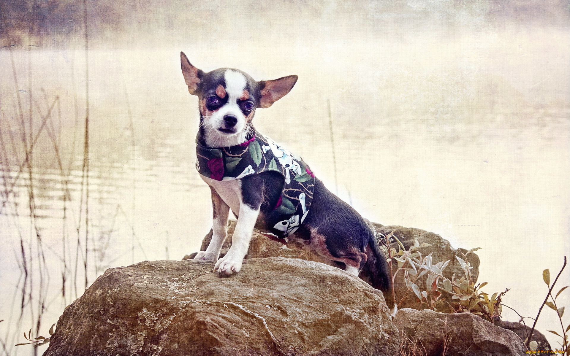 животные, собаки, камень, вода, собака