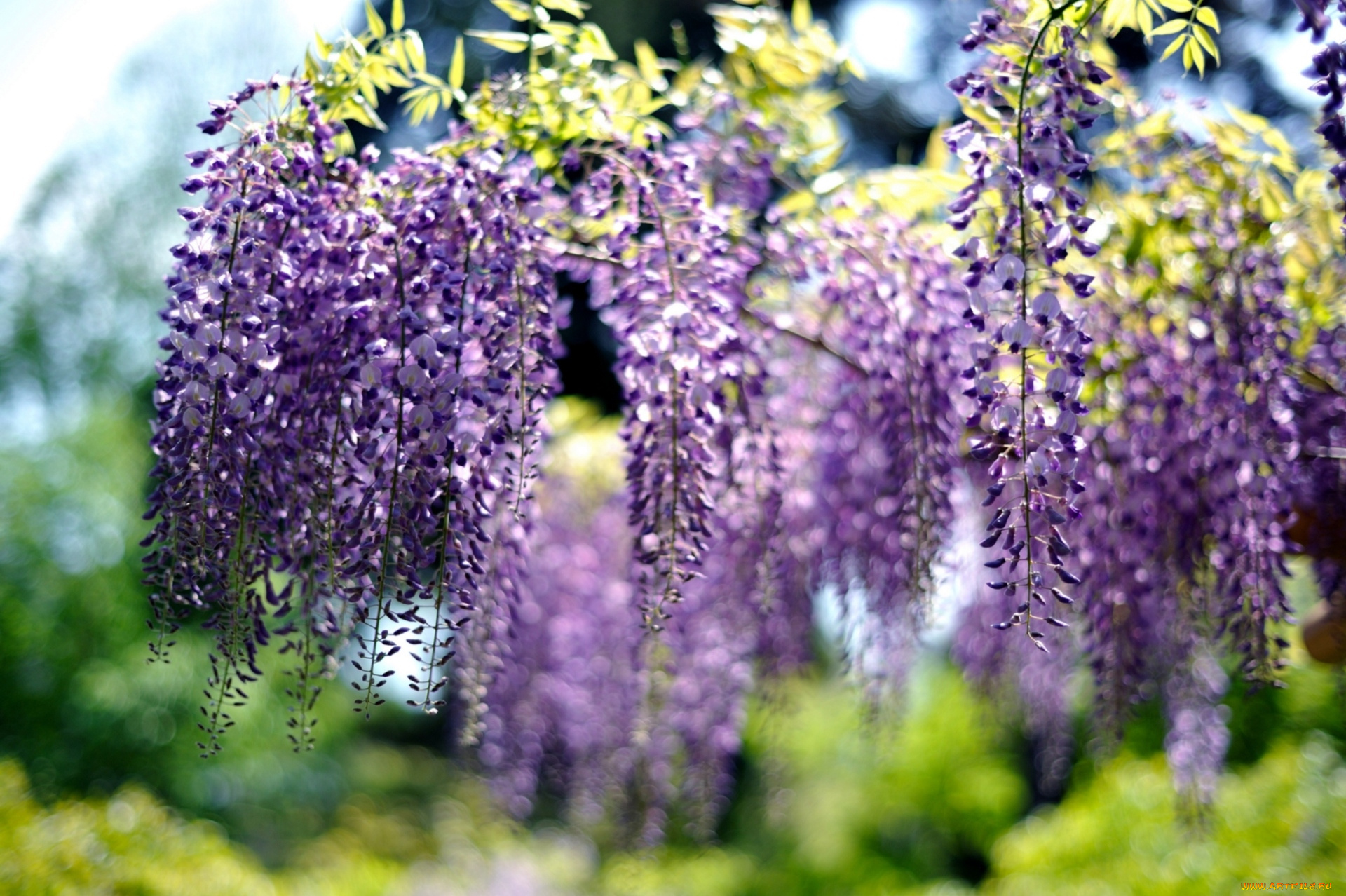 цветы, глициния, фиолетовый