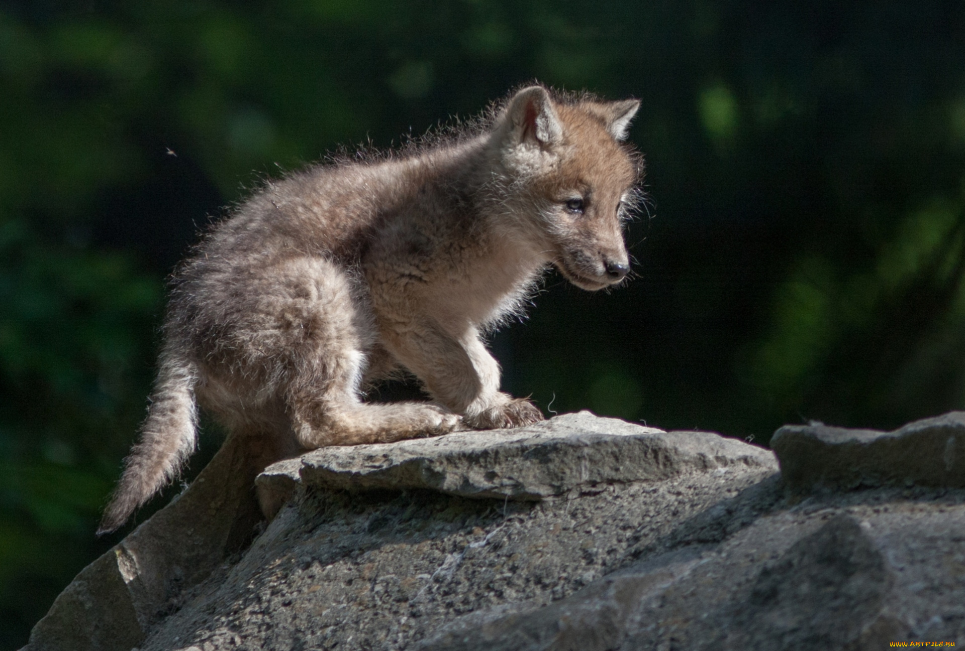 животные, волки, малыш, волчонок