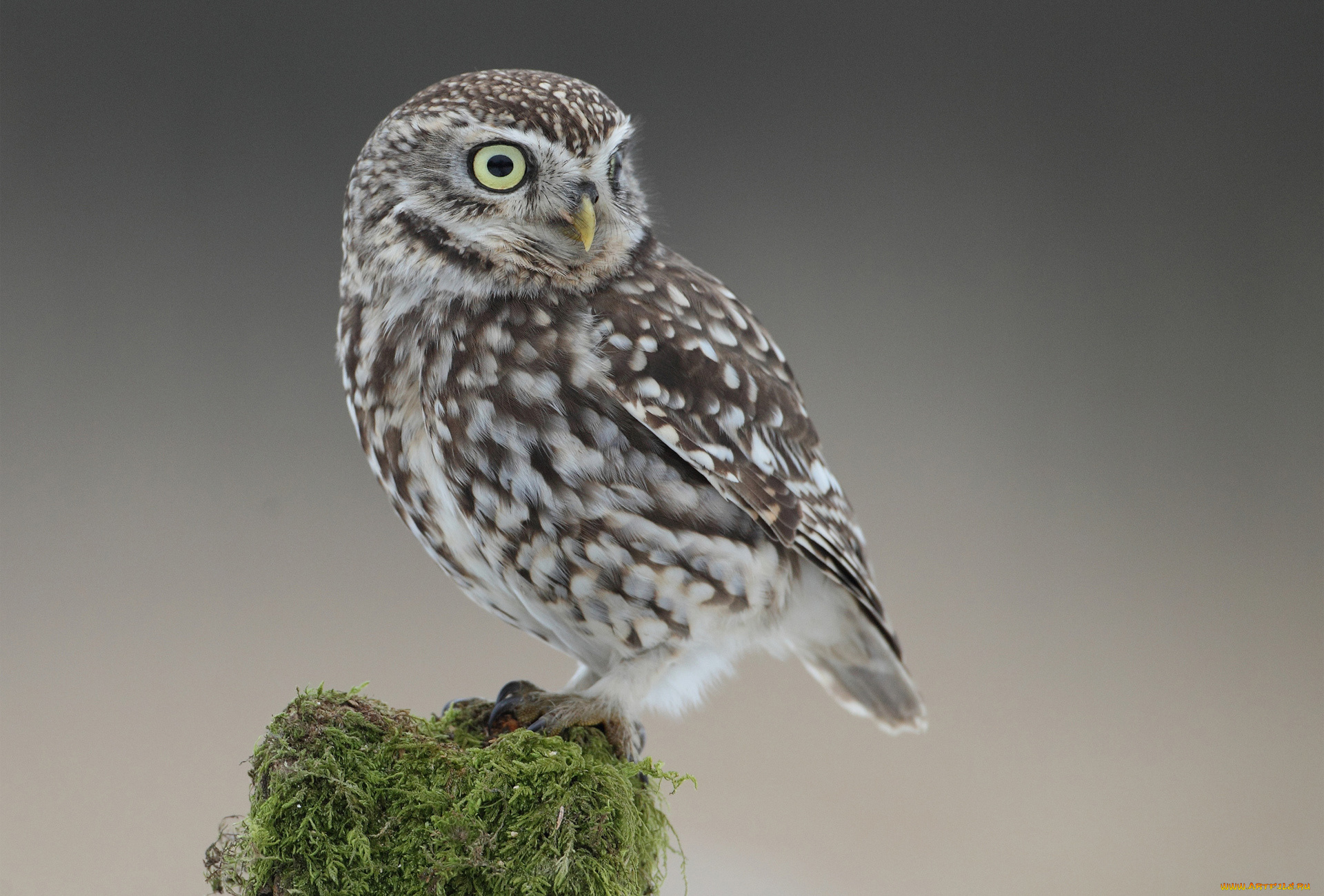 животные, совы, оперение, мох, пень, птица, сова