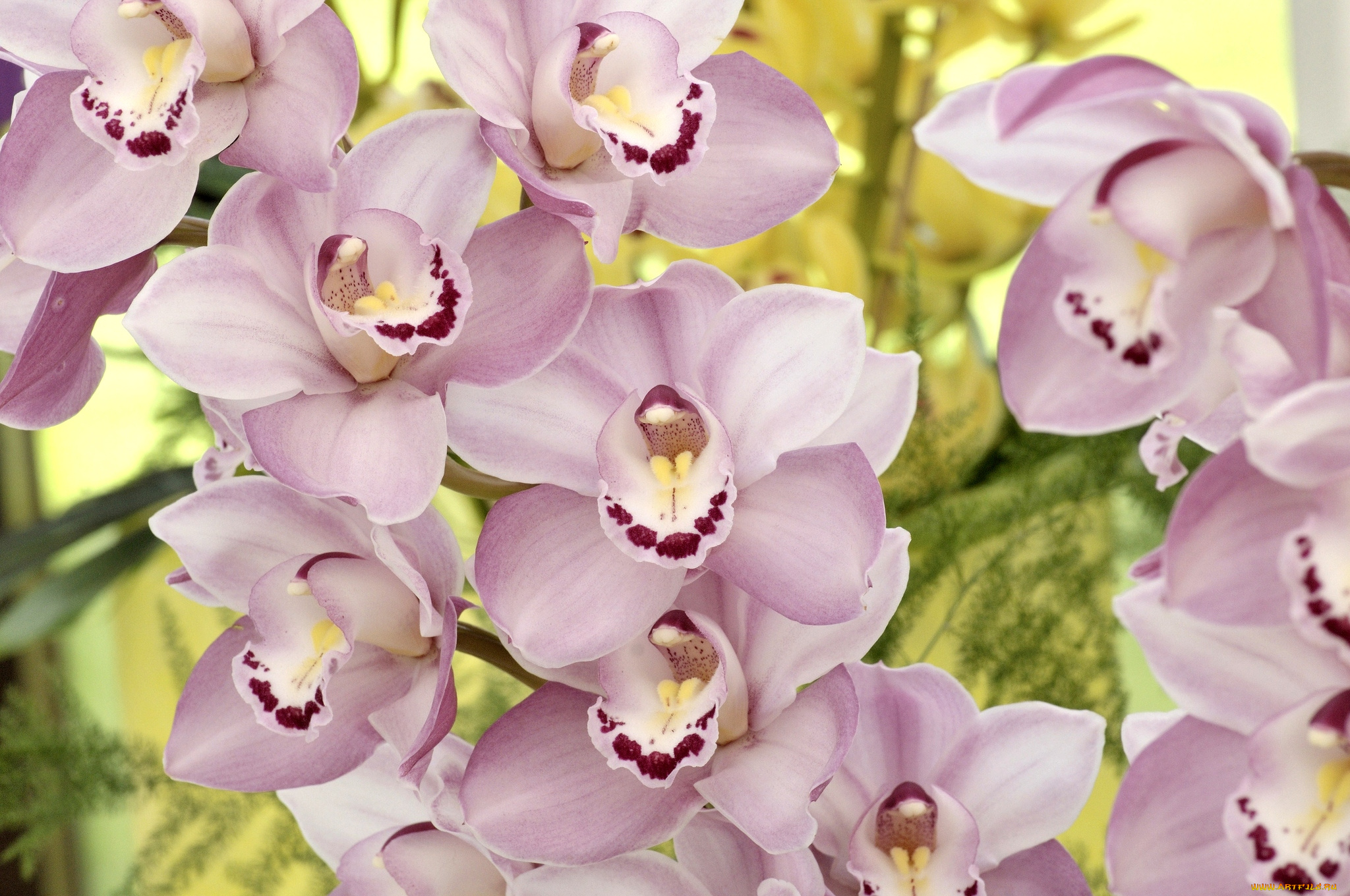 цветы, орхидеи, розовый