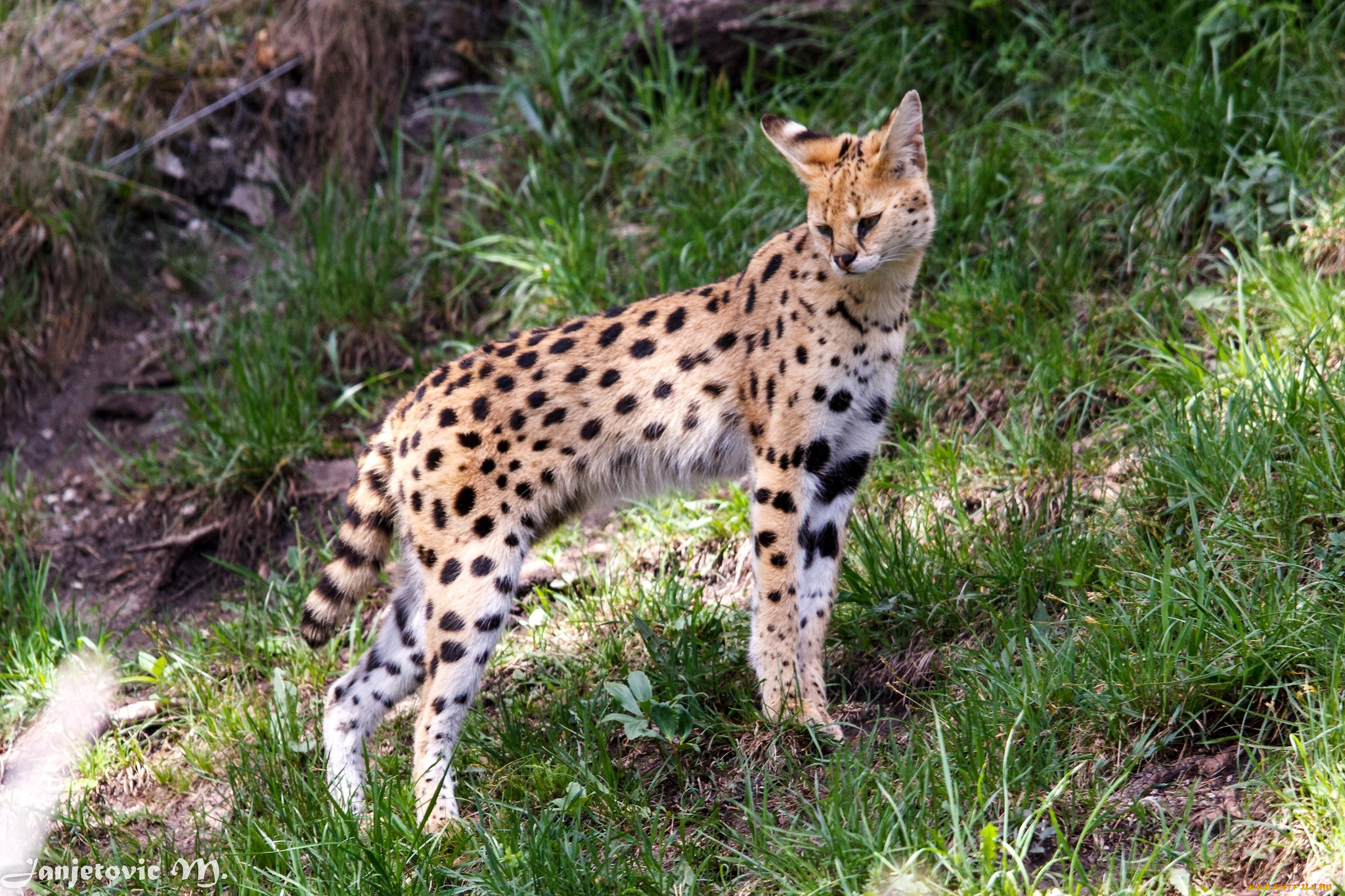 животные, сервалы, пятна, кошка