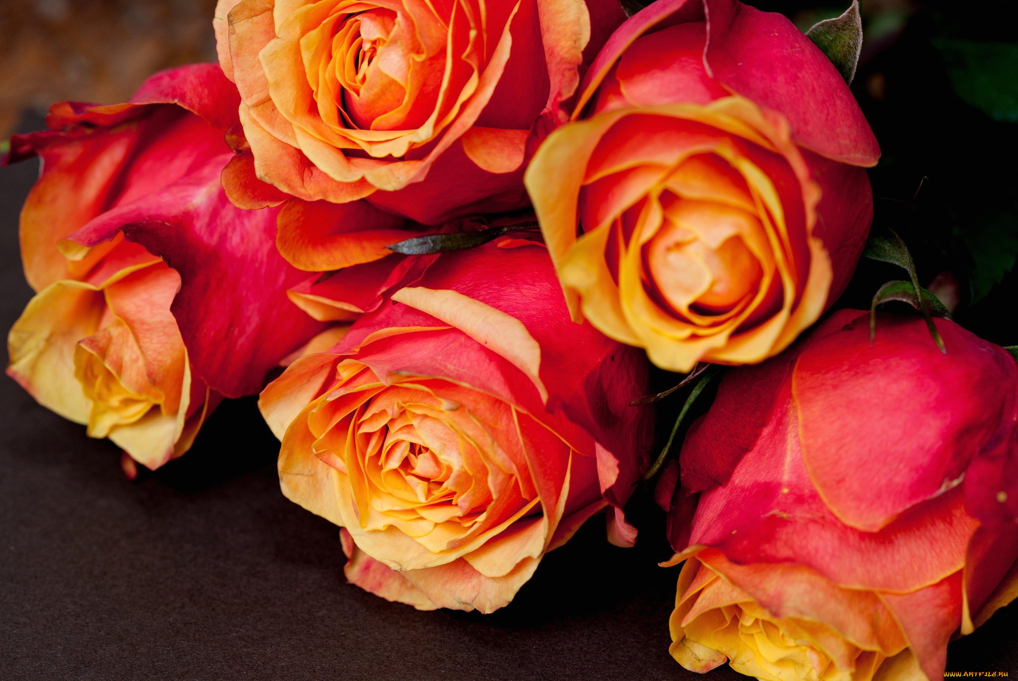 цветы, розы, бутоны