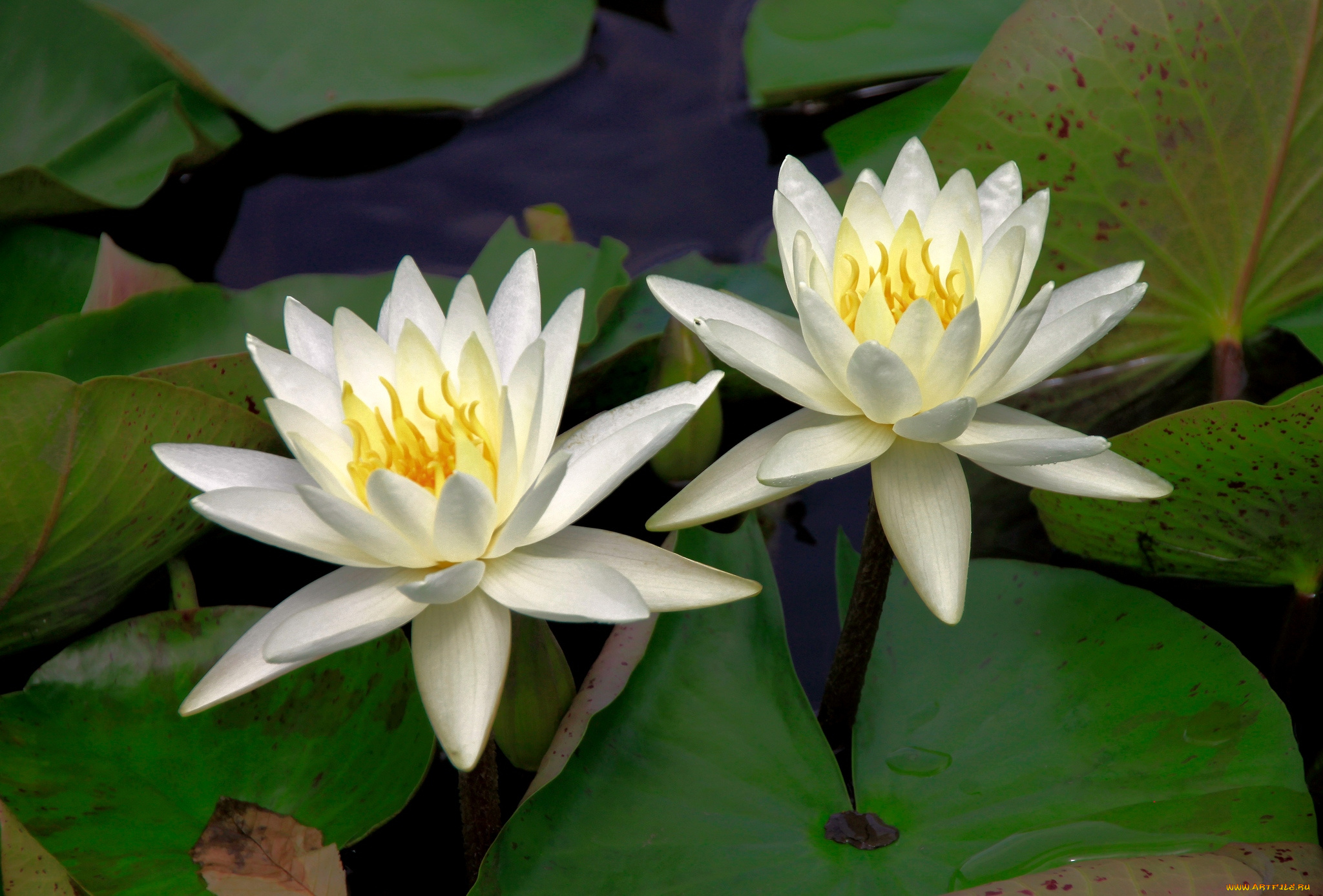 цветы, лилии, водяные, нимфеи, кувшинки, пара
