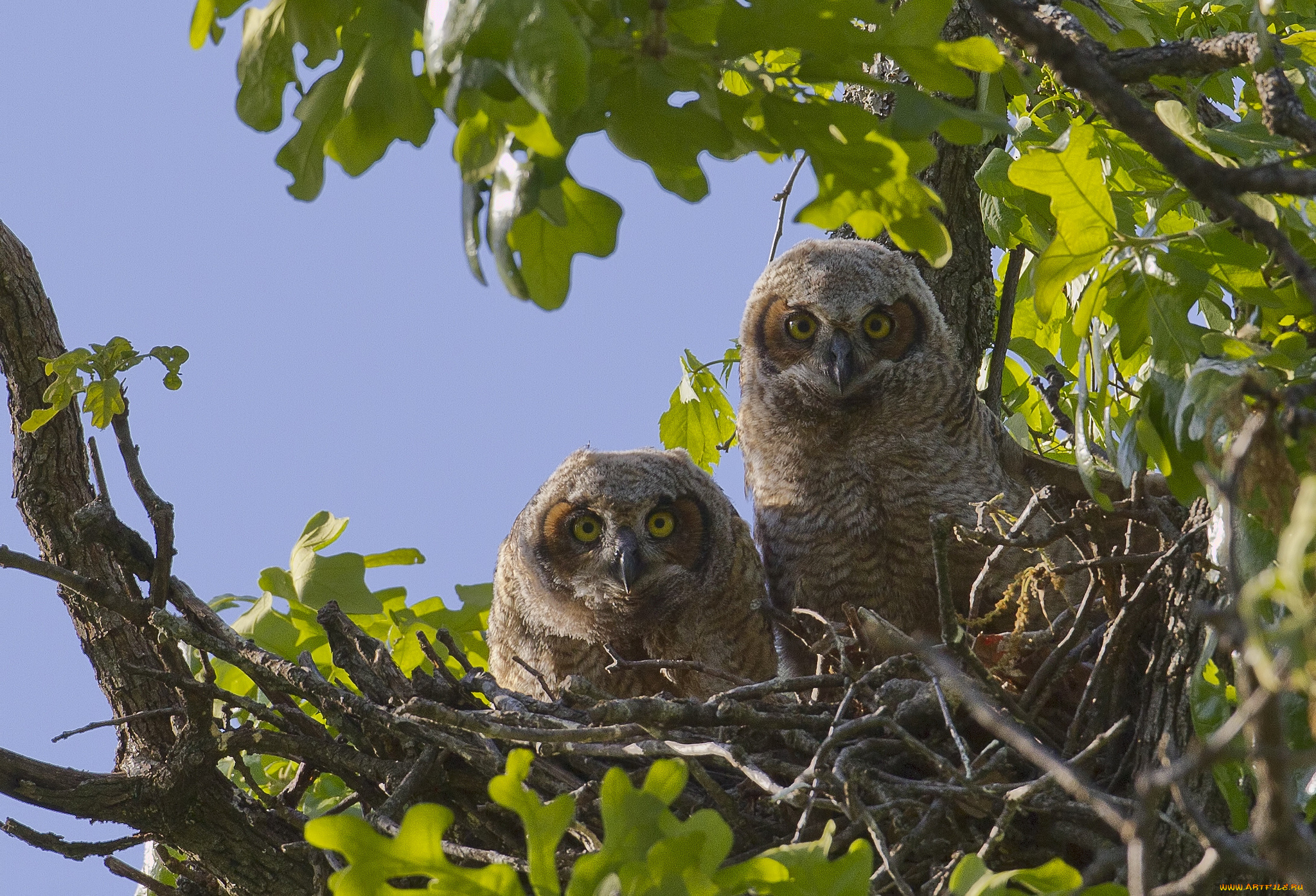 животные, совы, гнездо, дерево, птенцы, большая, рогатая, сова