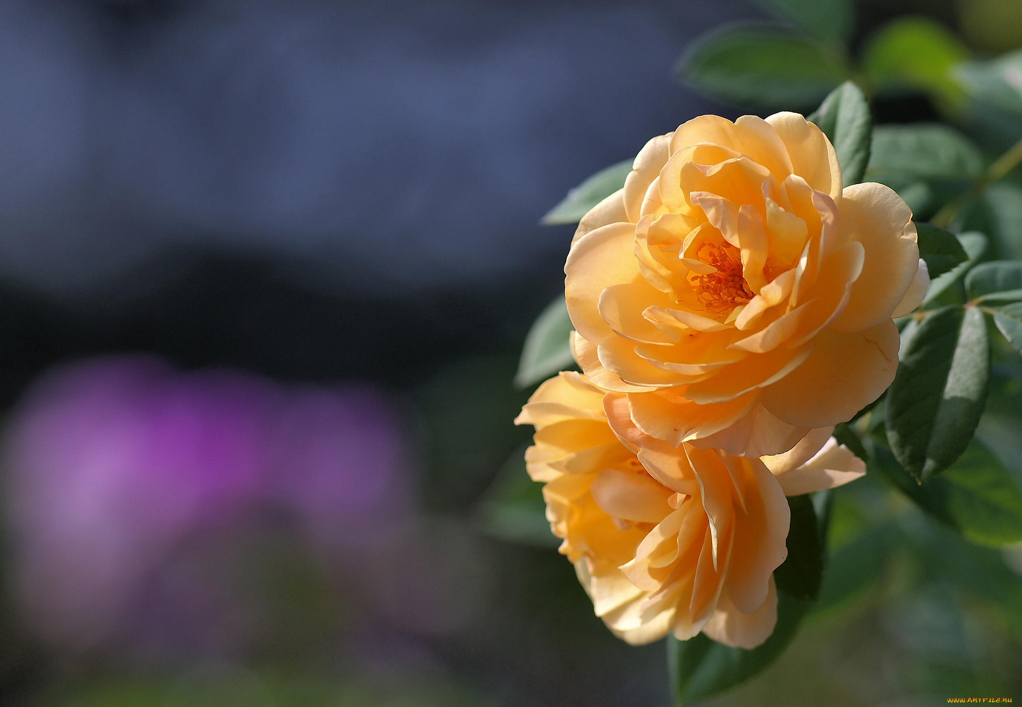 цветы, розы, желтый, пара