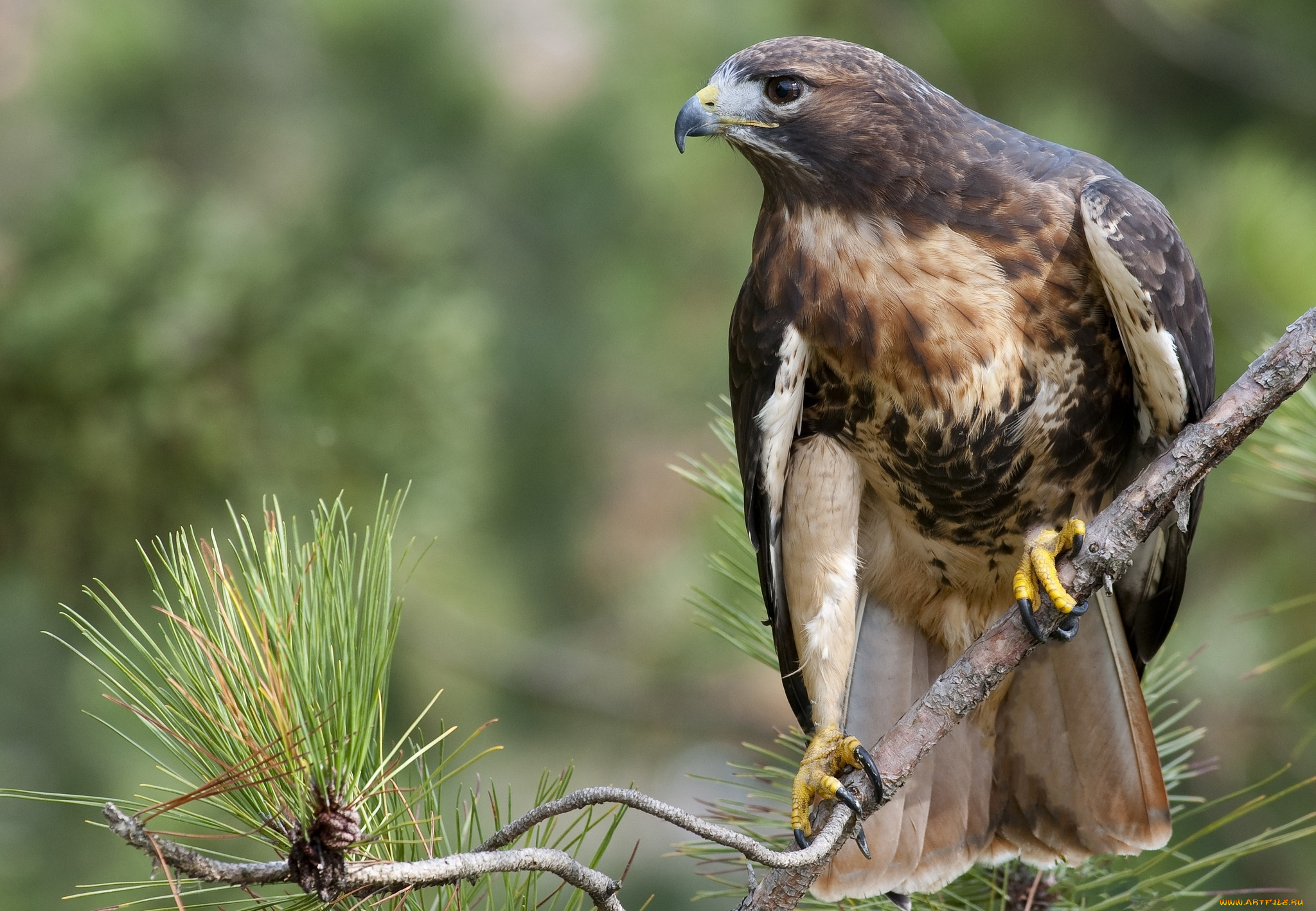 животные, птицы, хищники, хищник