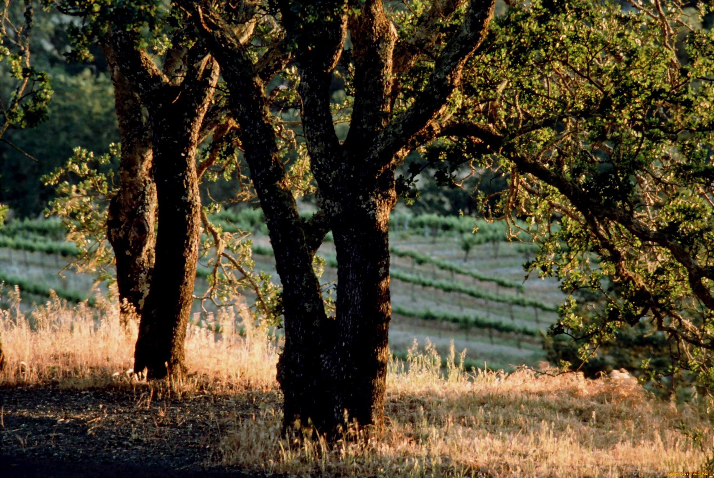 природа, деревья, поле, трава