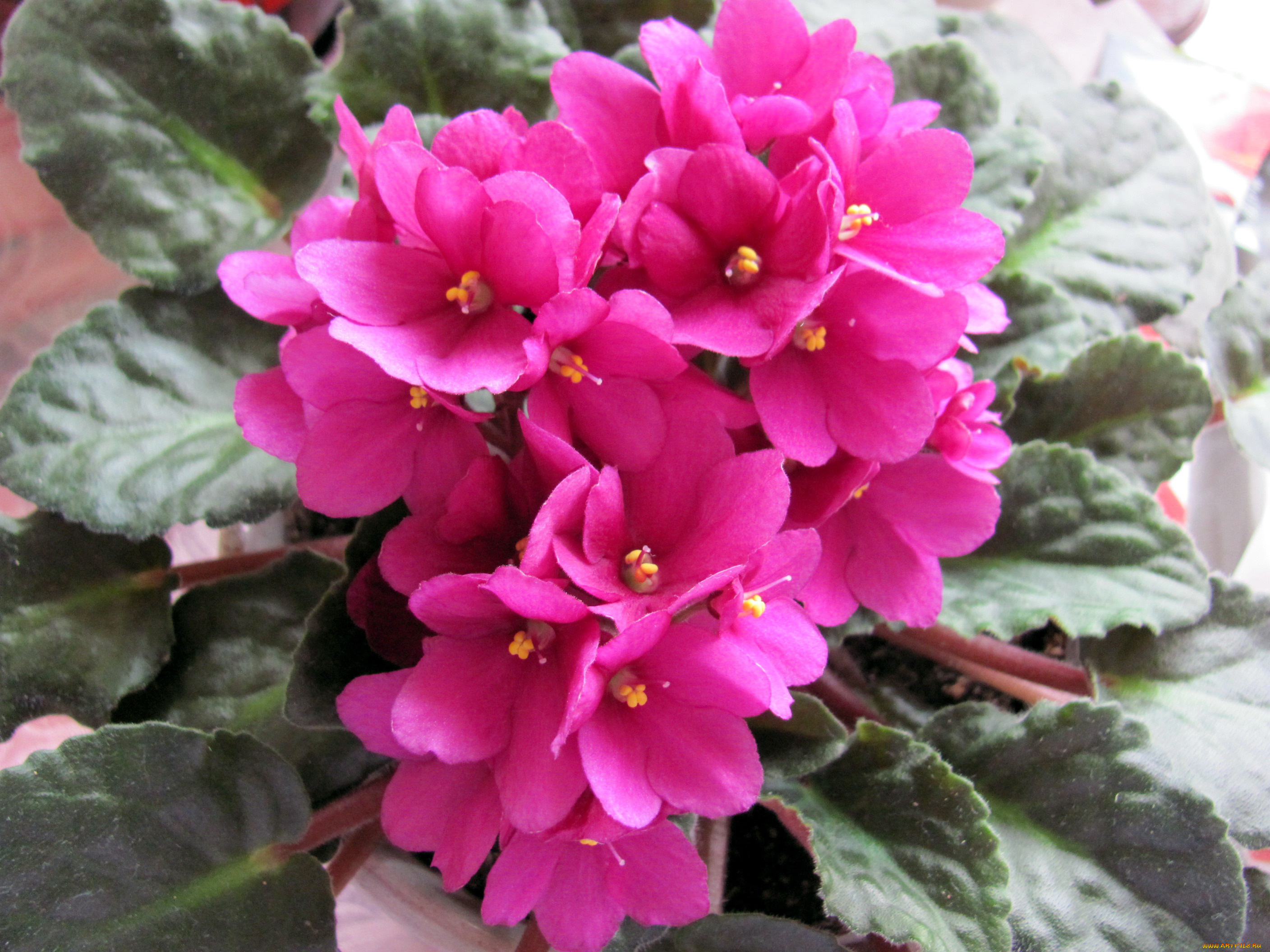 цветы, фиалки, розовый