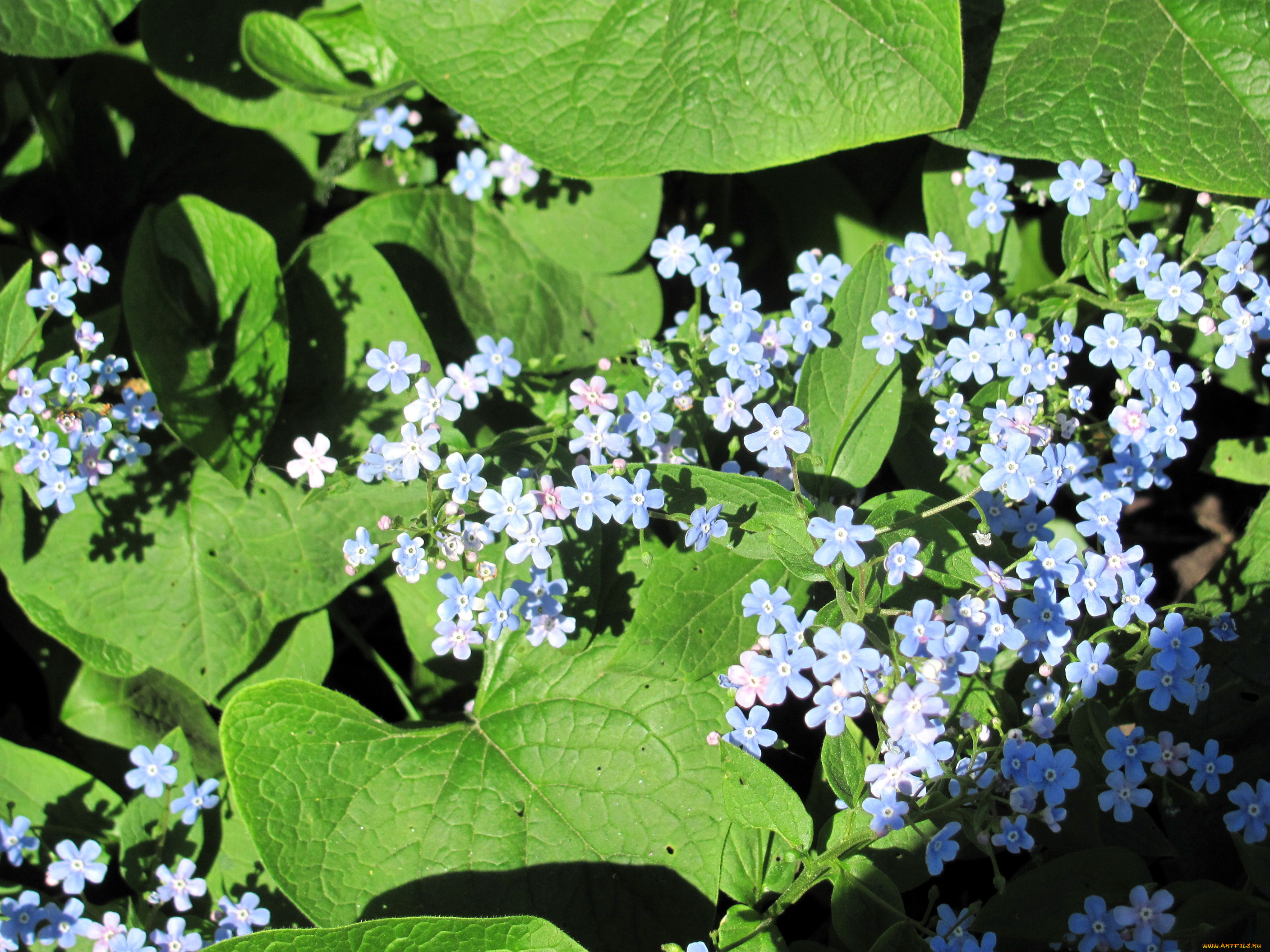 цветы, незабудки, голубой