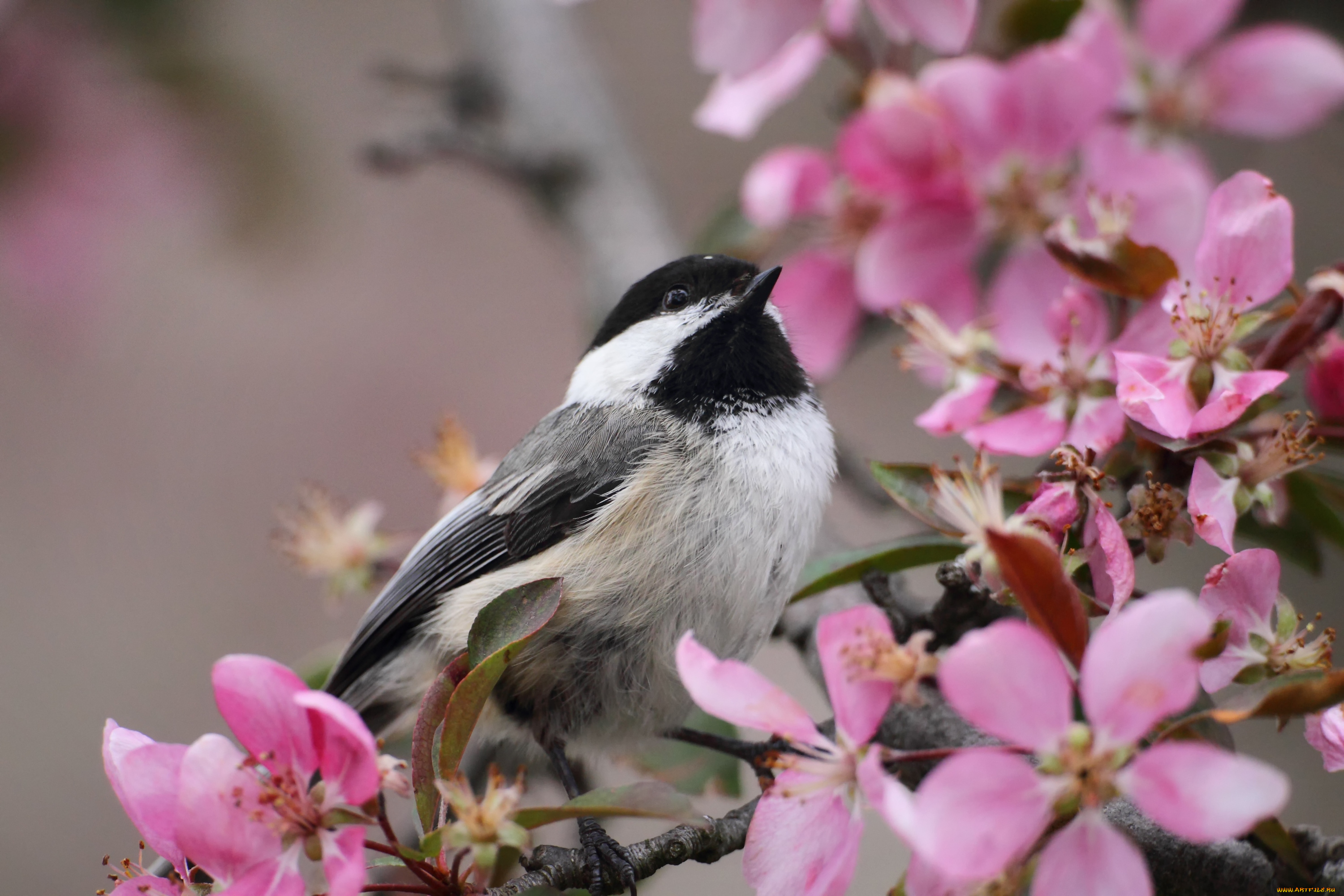 животные, синицы, лазоревки, синица, ветка, цветение