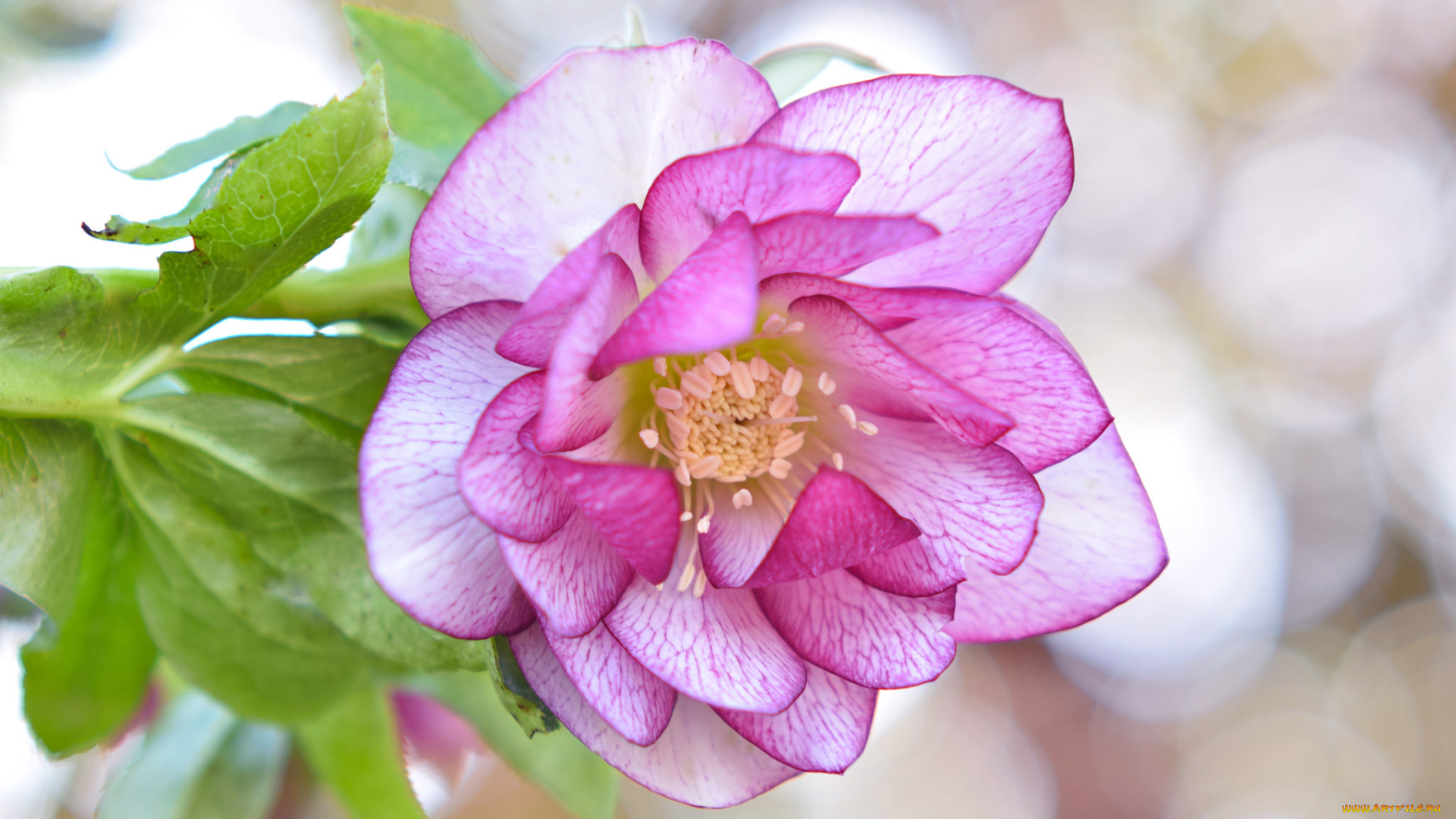 цветы, геллеборус, , морозник, макро, лепестки, цветок