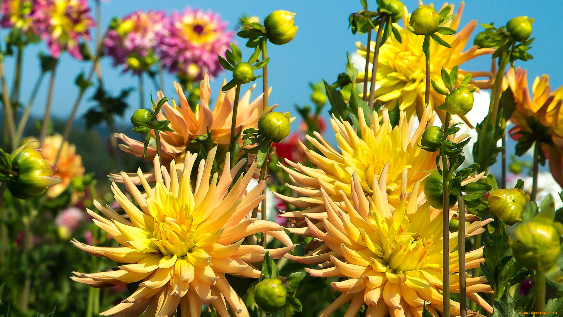 цветы, георгины, небо, жёлтые