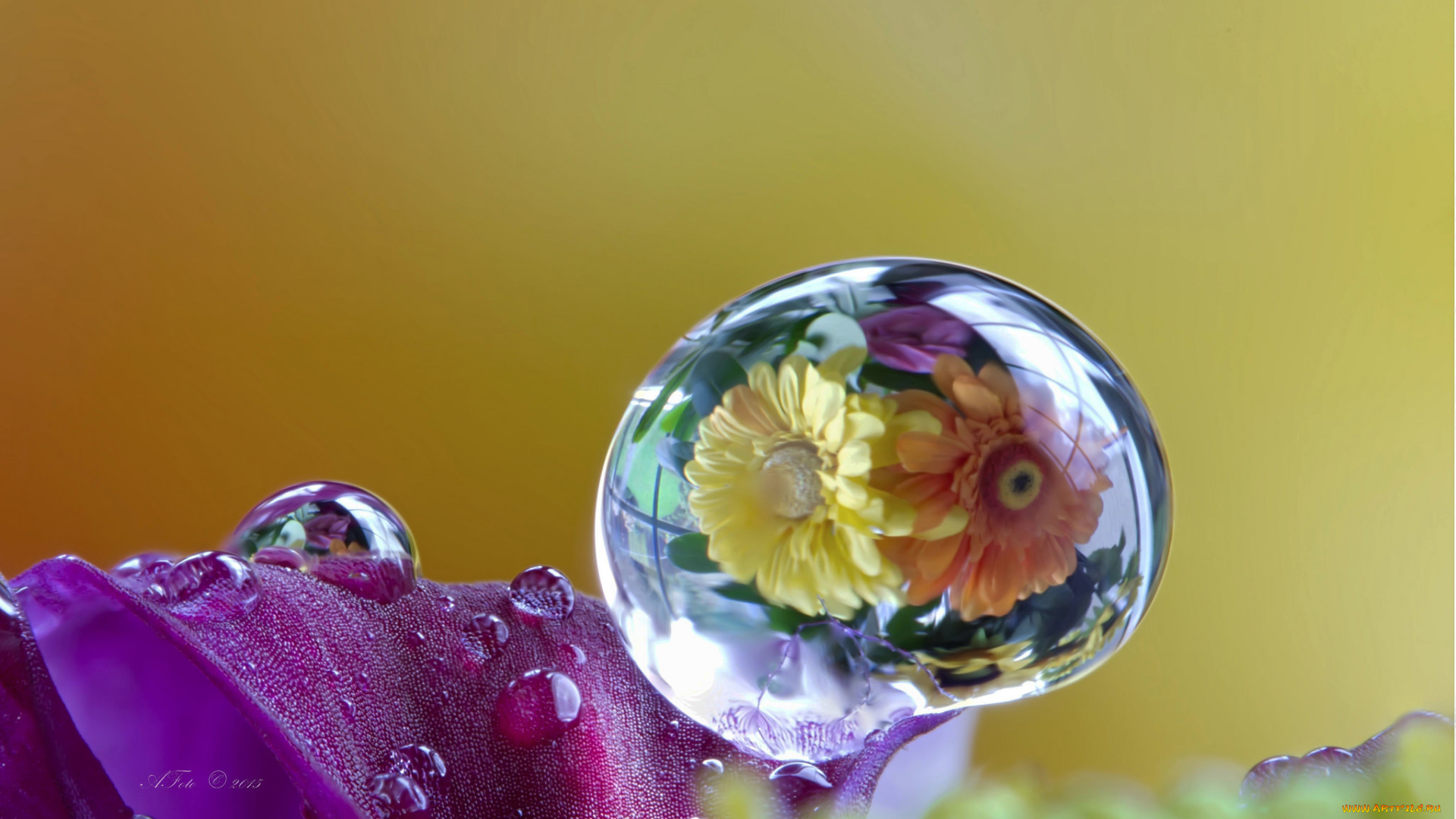 цветы, герберы, макро, капля