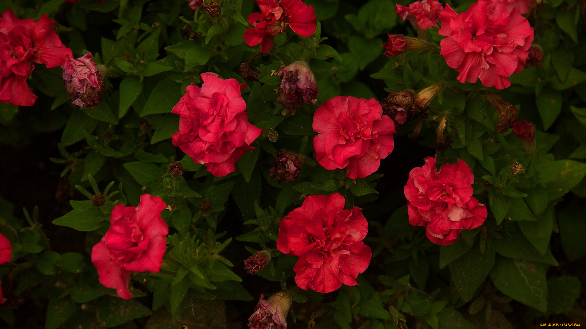 цветы, петунии, , калибрахоа, красные, куст