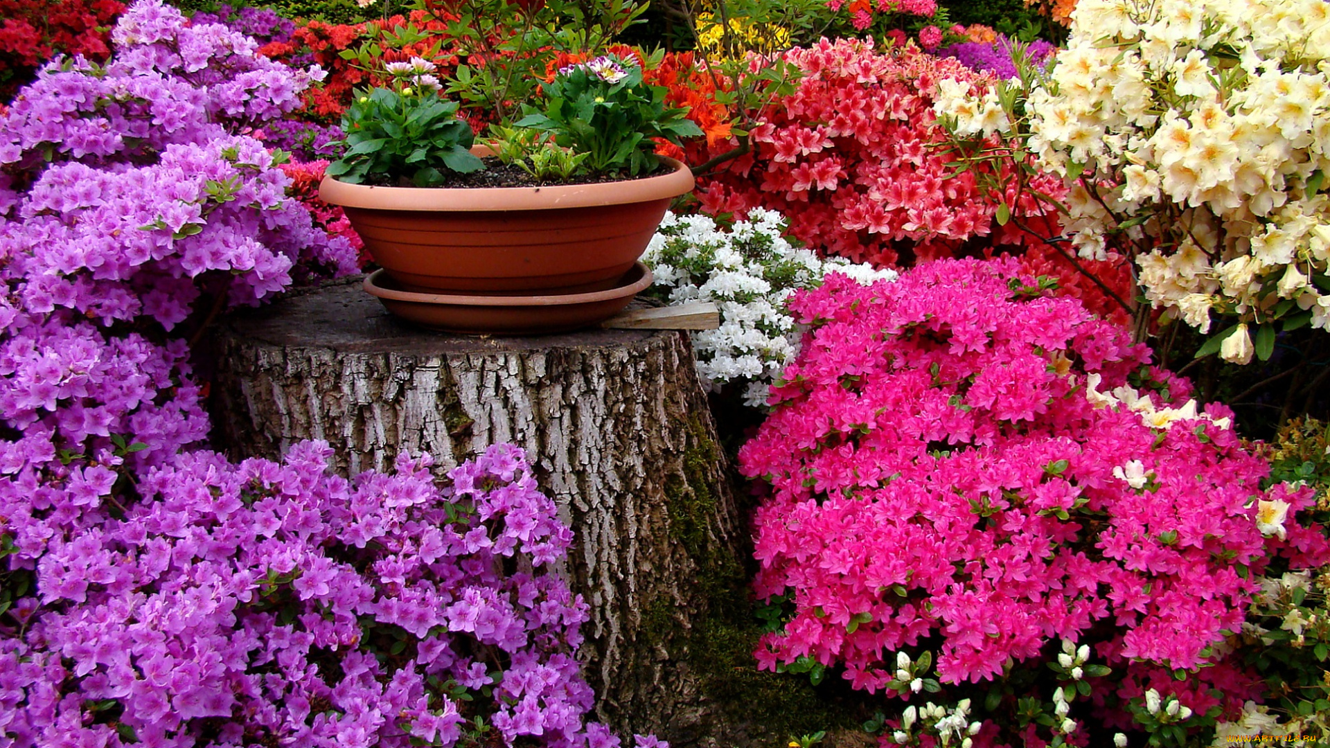 цветы, разные, вместе, клумба, разные