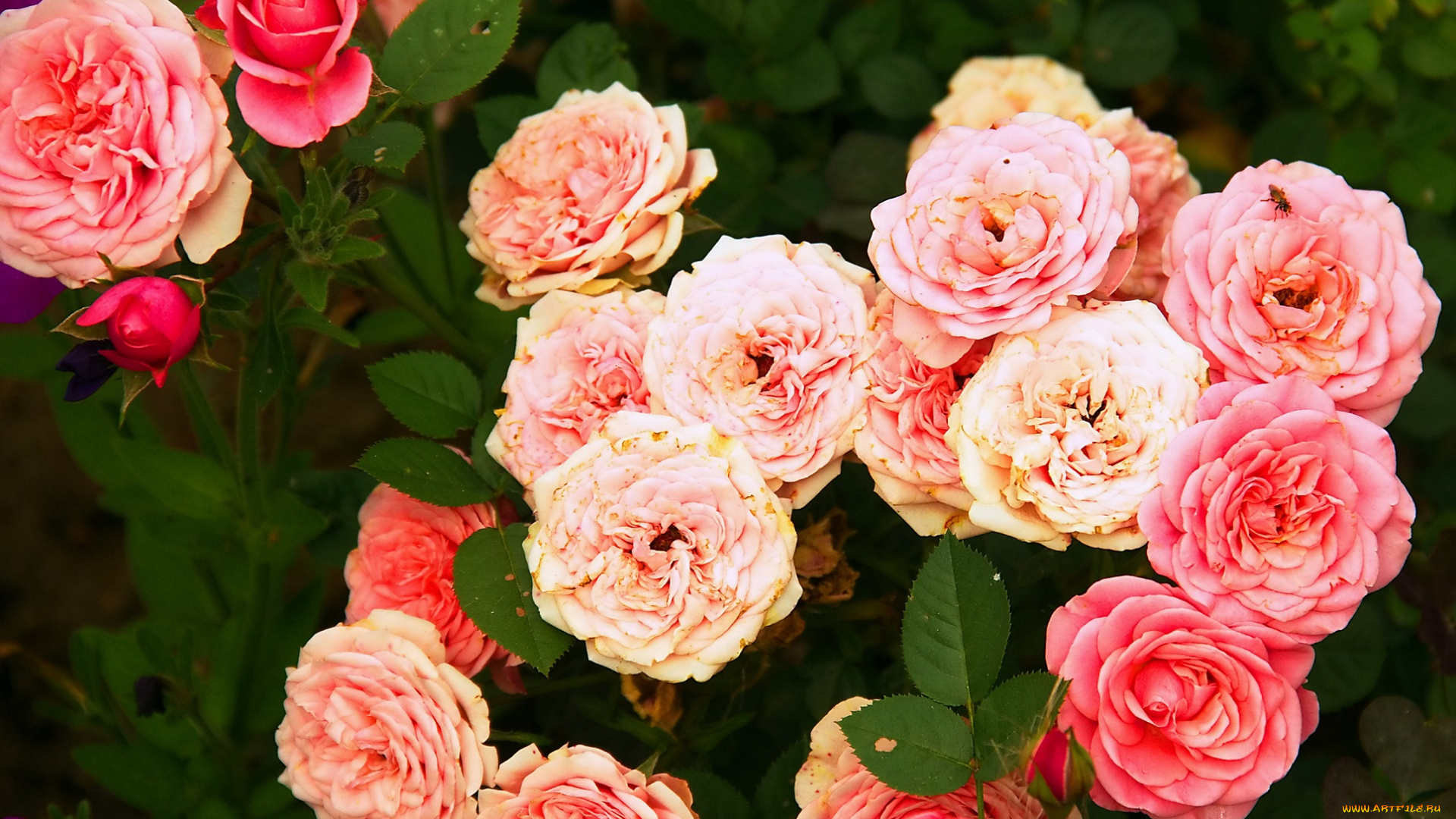 цветы, розы, куст, розовые
