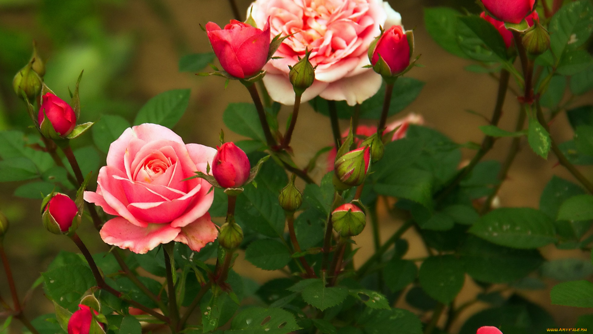 цветы, розы, куст, розовые, бутоны