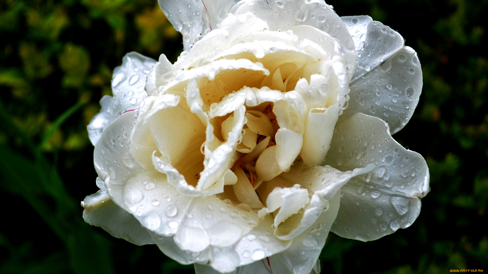 цветы, тюльпаны, тюльпан, лепестки, капли, роса, утро, цветок, макро