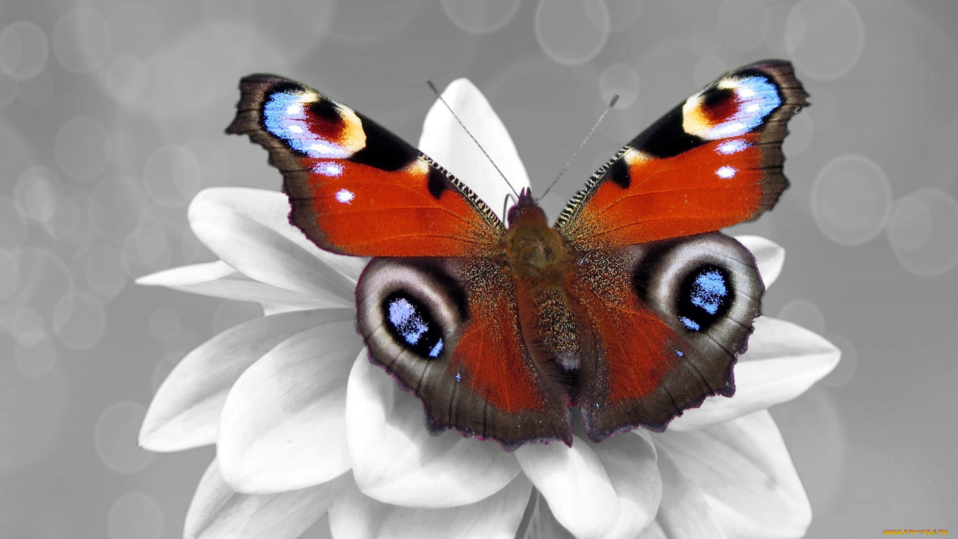 животные, бабочки, , мотыльки, , моли, бабочка, цвет, цветок, color, splash, чб