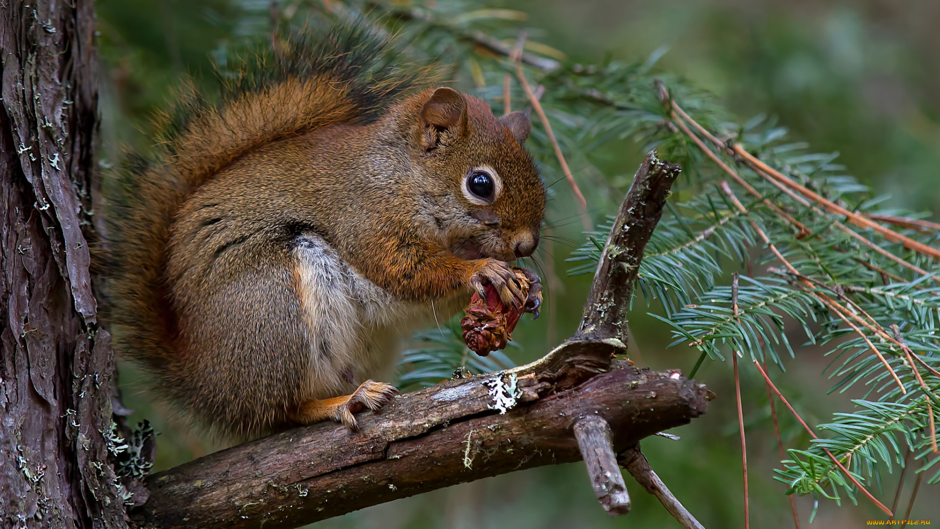 животные, белки, белка