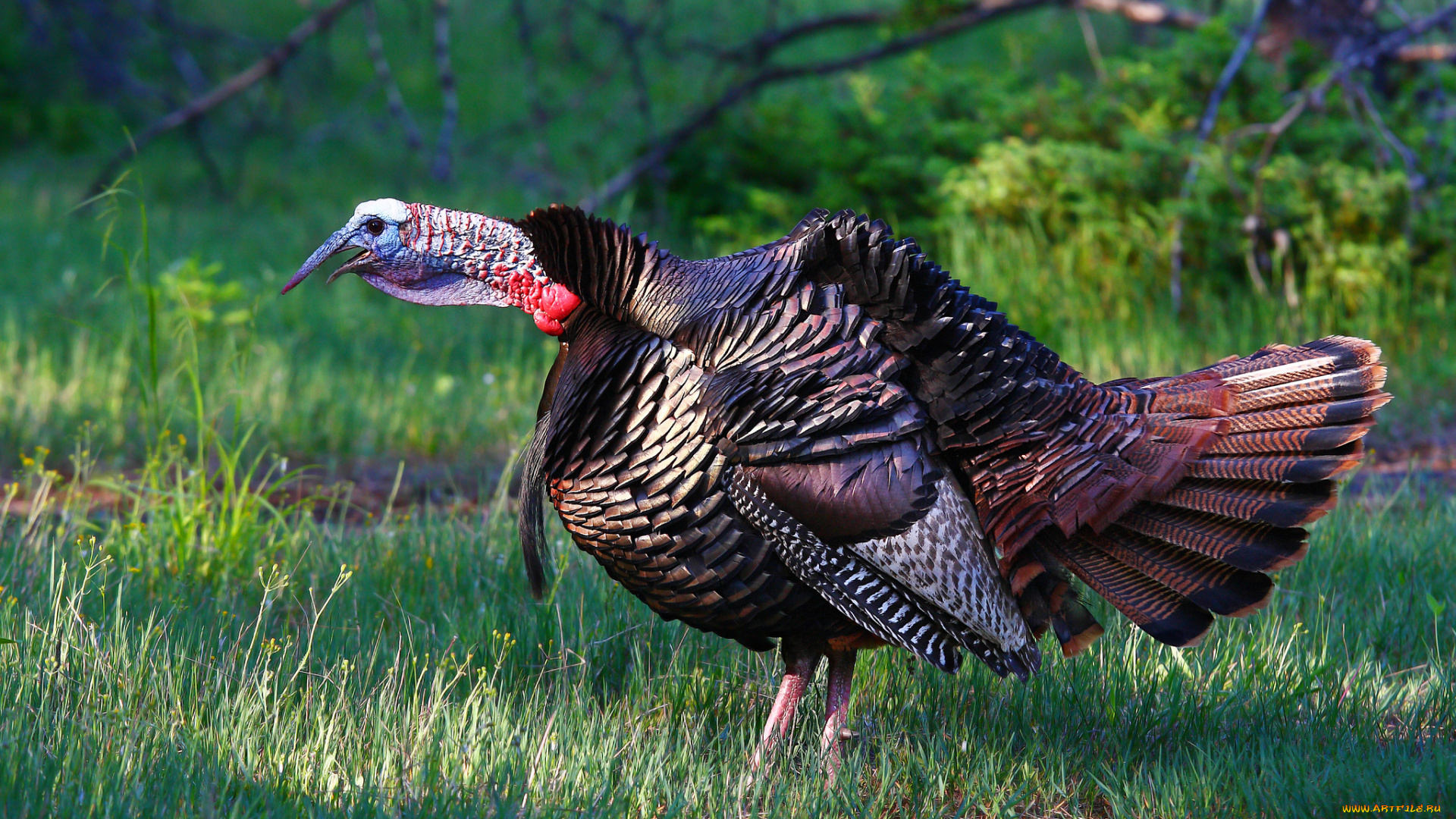 животные, индюки, индюшка