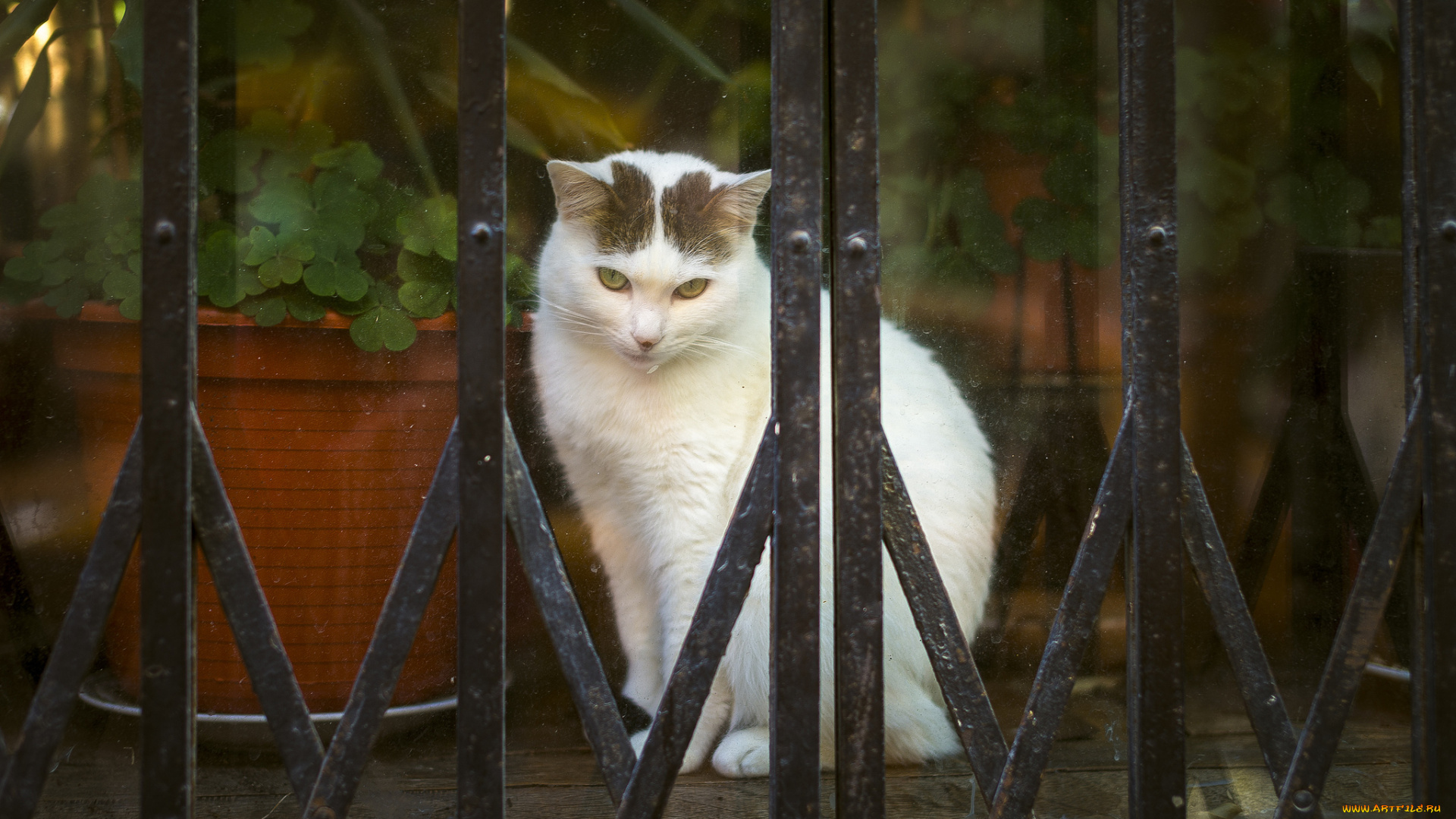 животные, коты, фон, глаза, кошка, кот