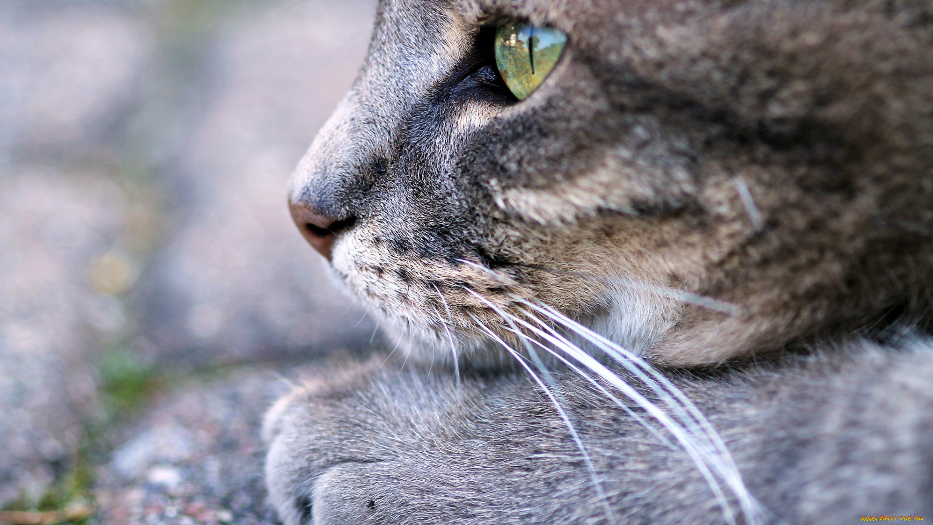 животные, коты, фон, ушки, взгляд, кошка, кот, коте, киса