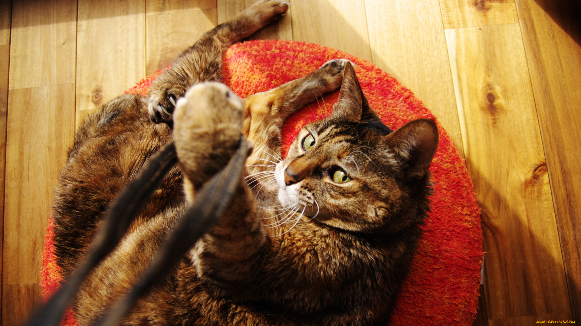 животные, коты, лапа, игра, кошка