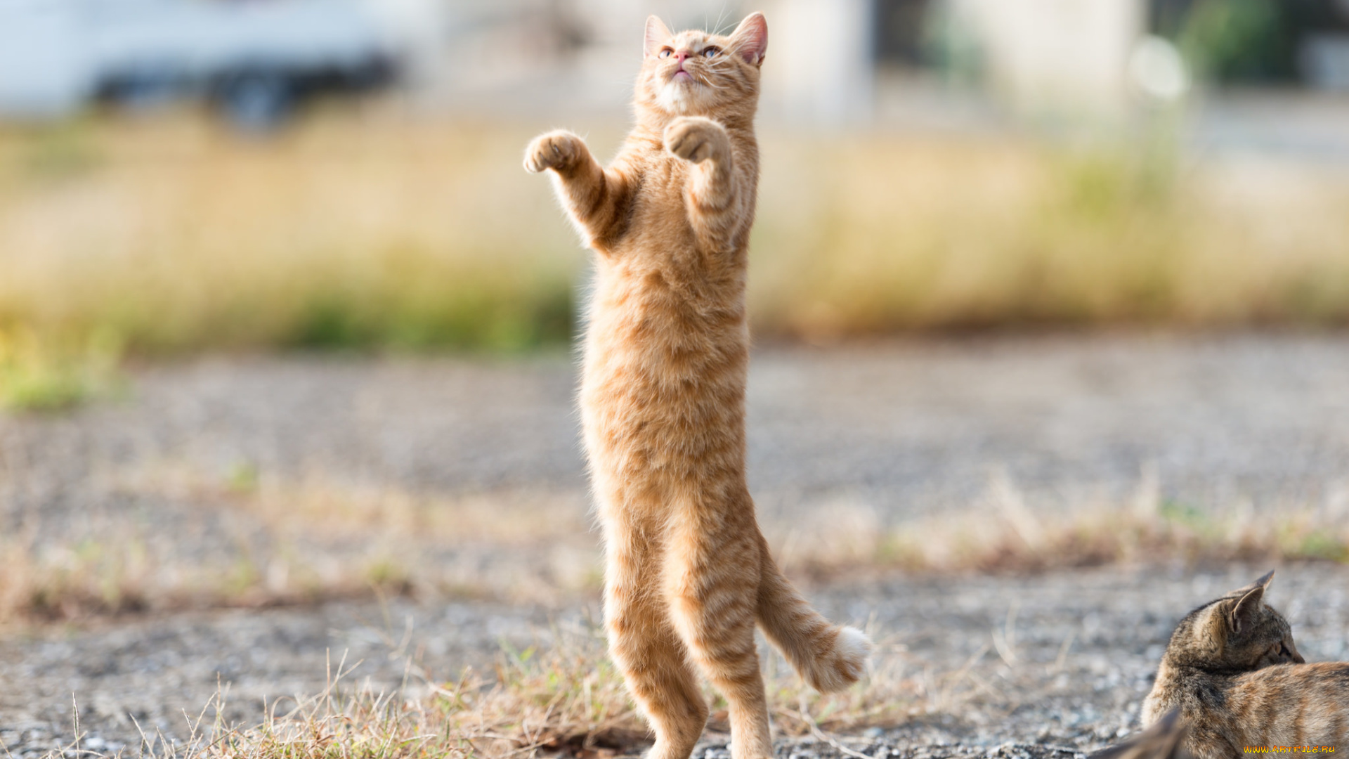 животные, коты, рыжий, стойка, фон, ушки, взгляд, кошка, кот, коте, киса