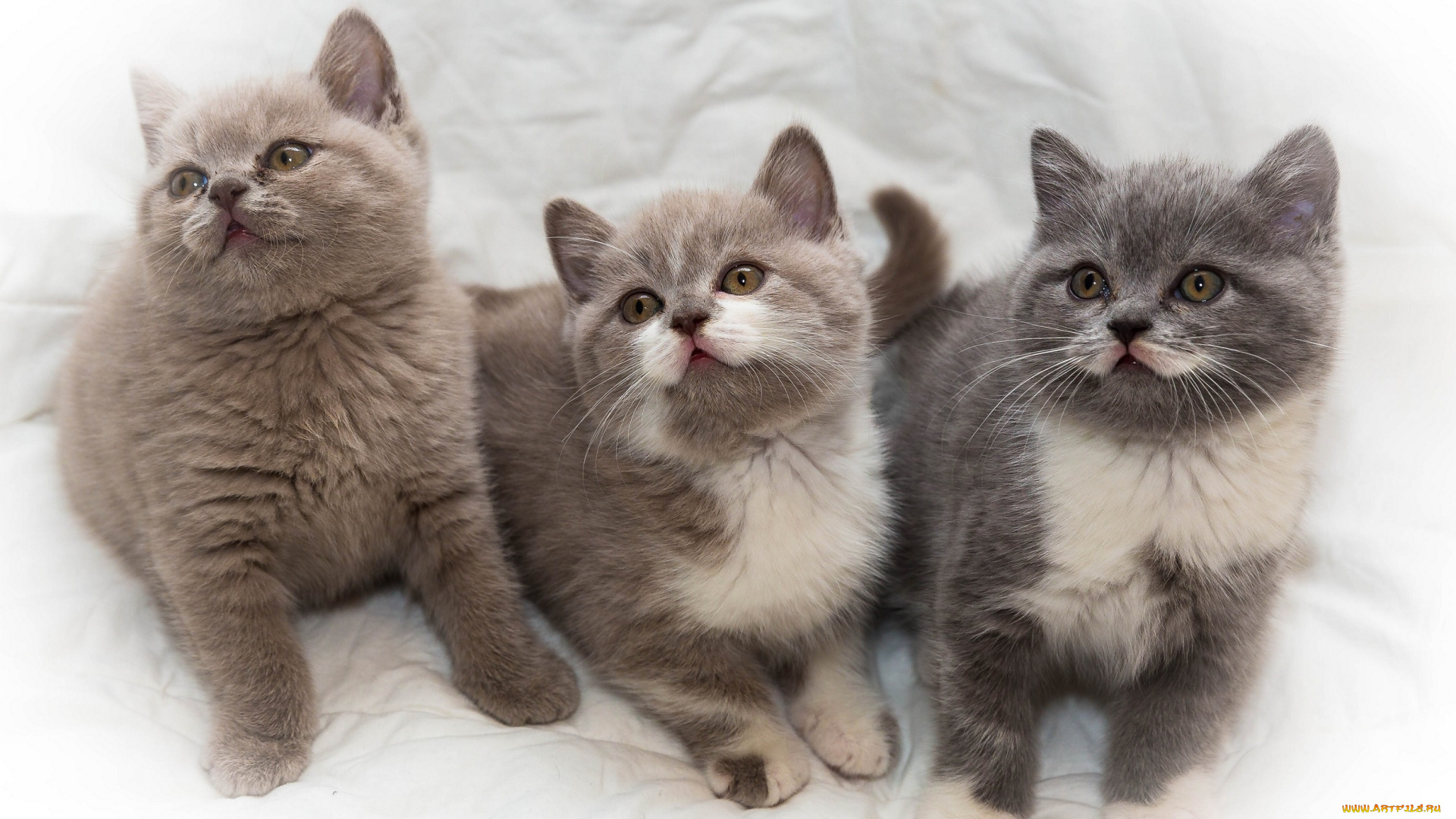 животные, коты, троица, малыши, трио, котята