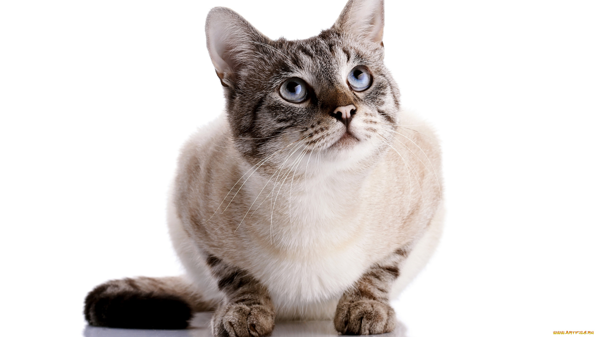 животные, коты, взгляд, кот