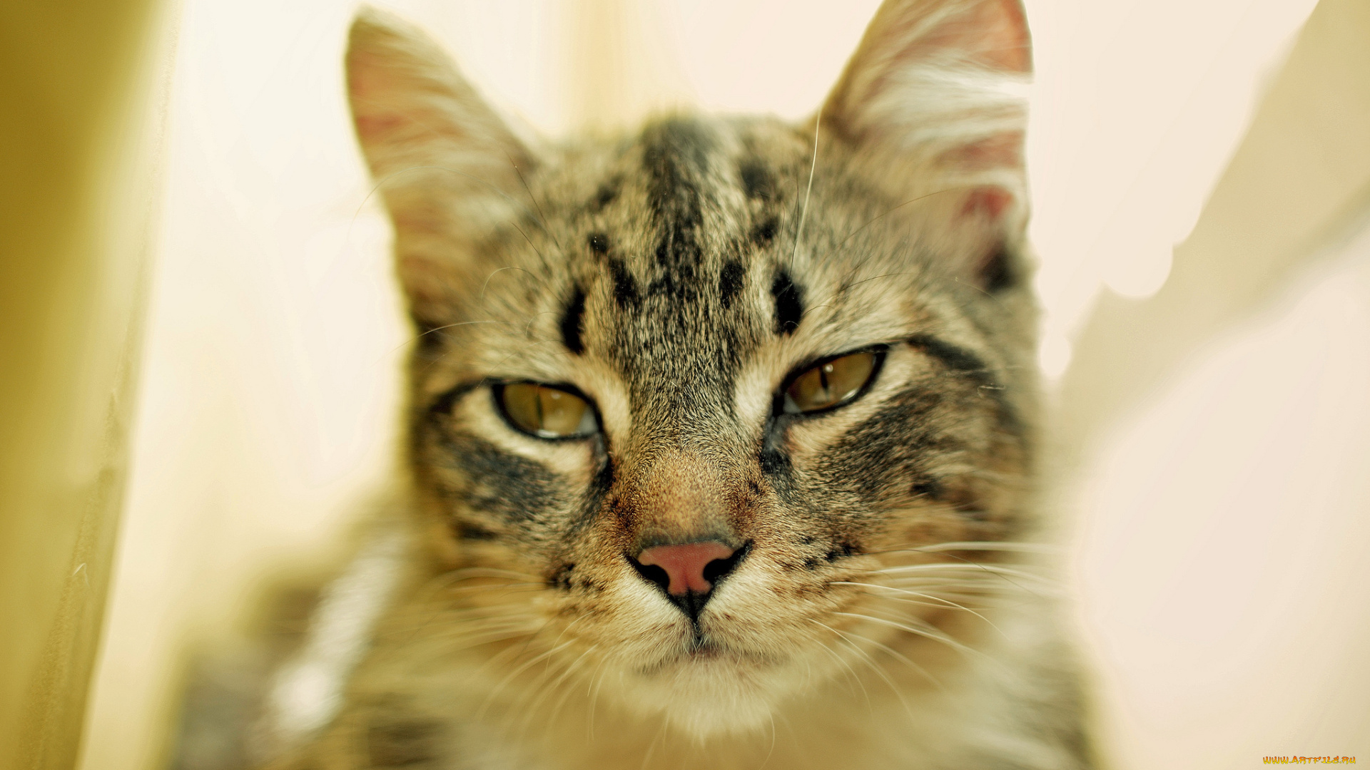 животные, коты, взгляд, кот, киса