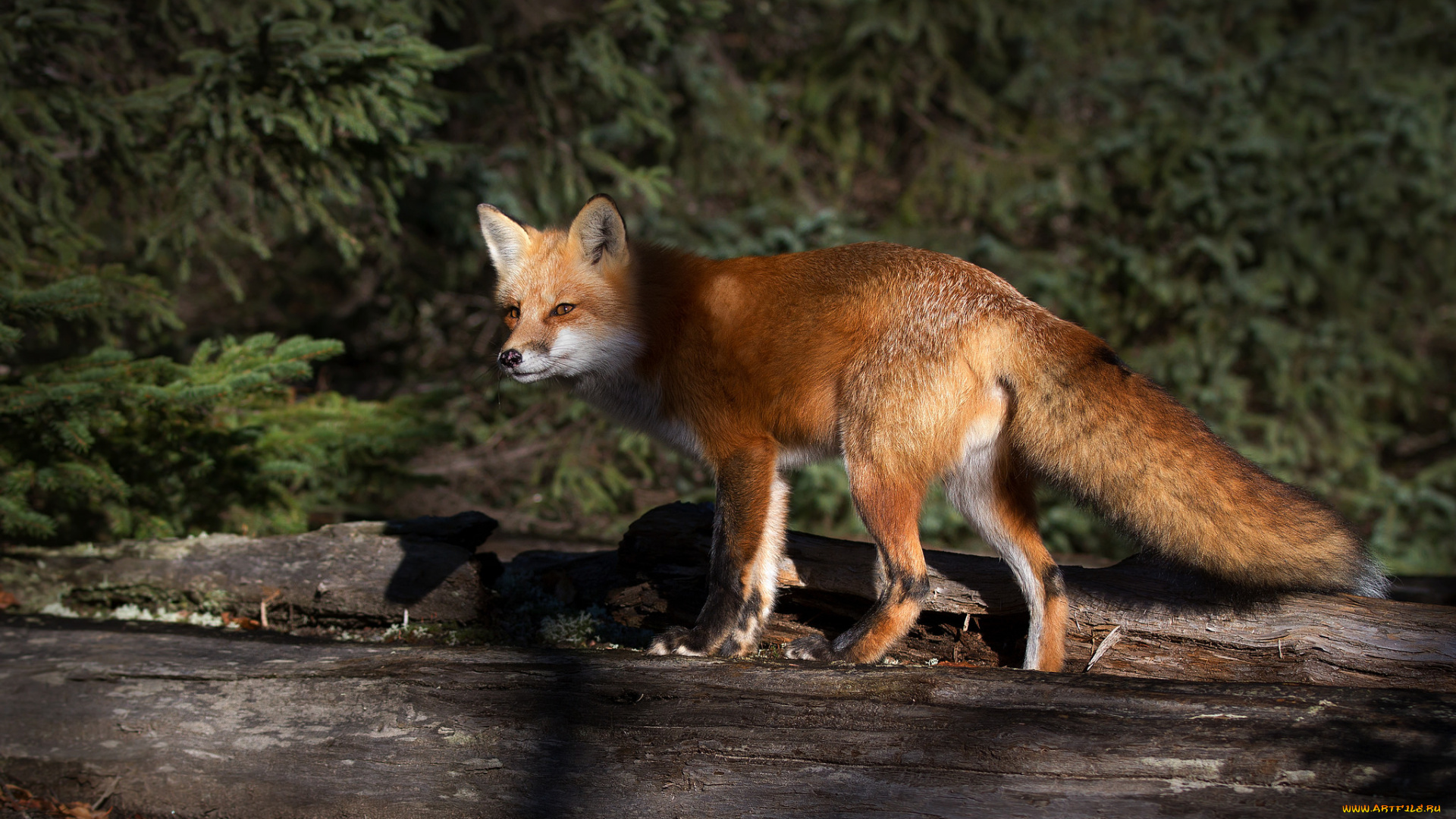 животные, лисы, лисичка