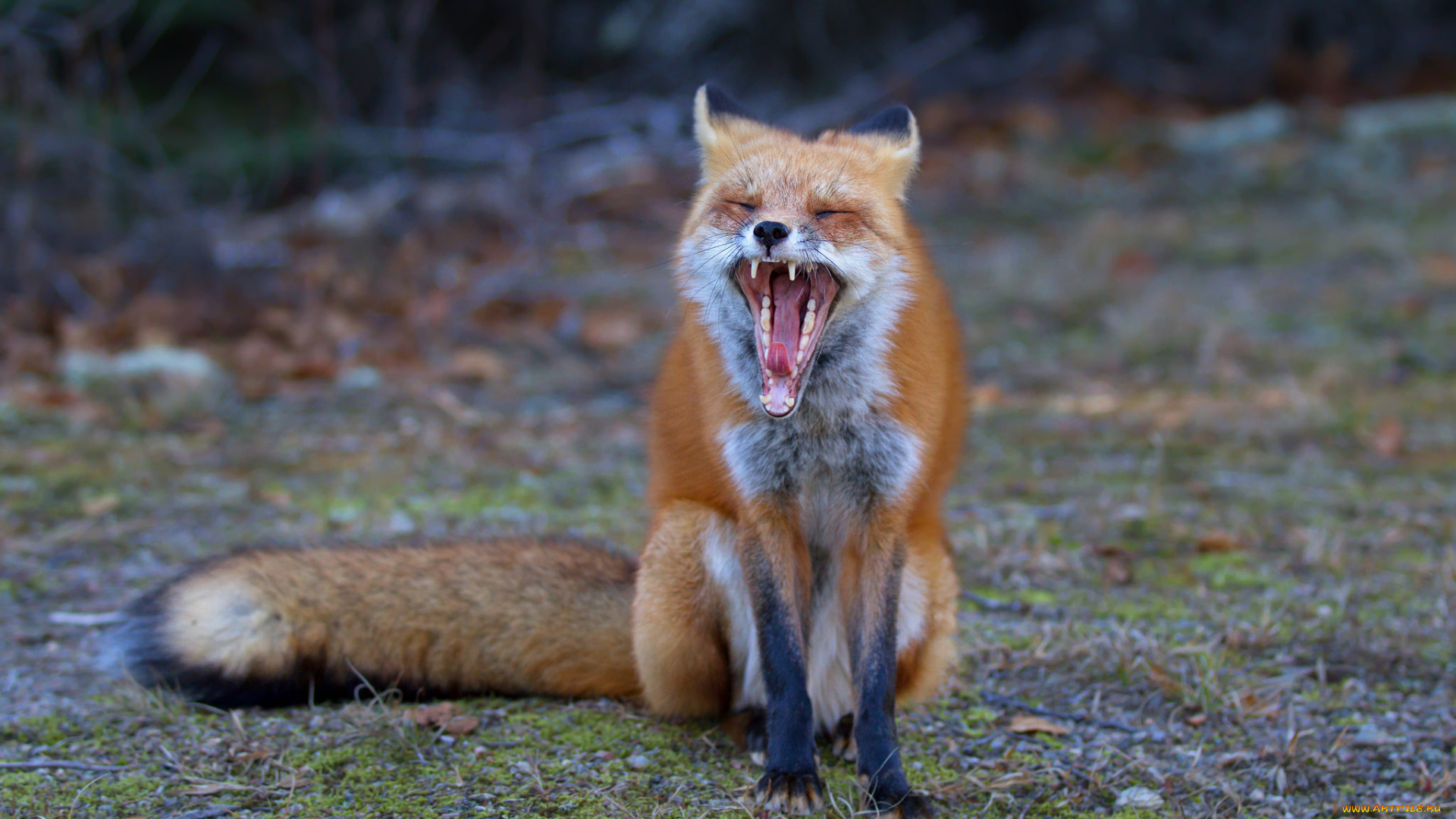 животные, лисы, лисичка