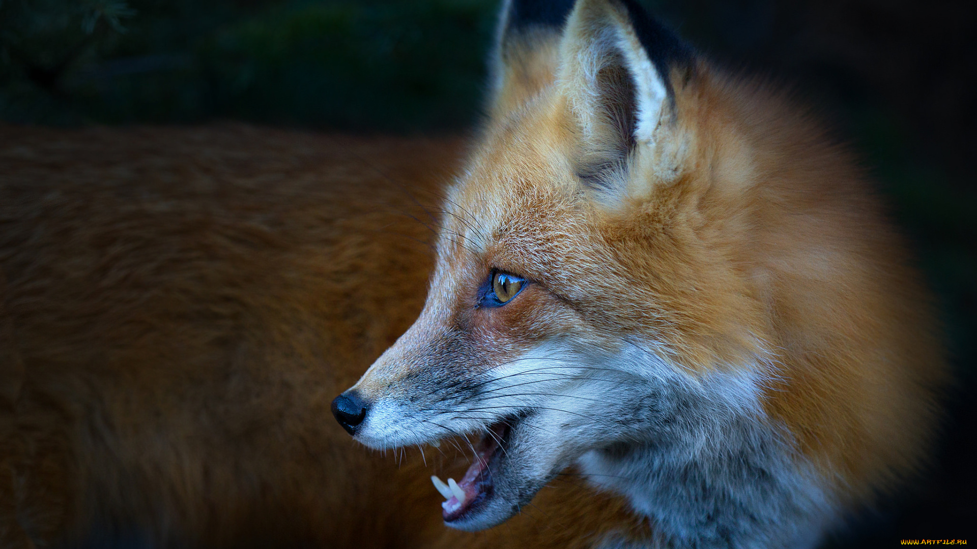 животные, лисы, лисичка