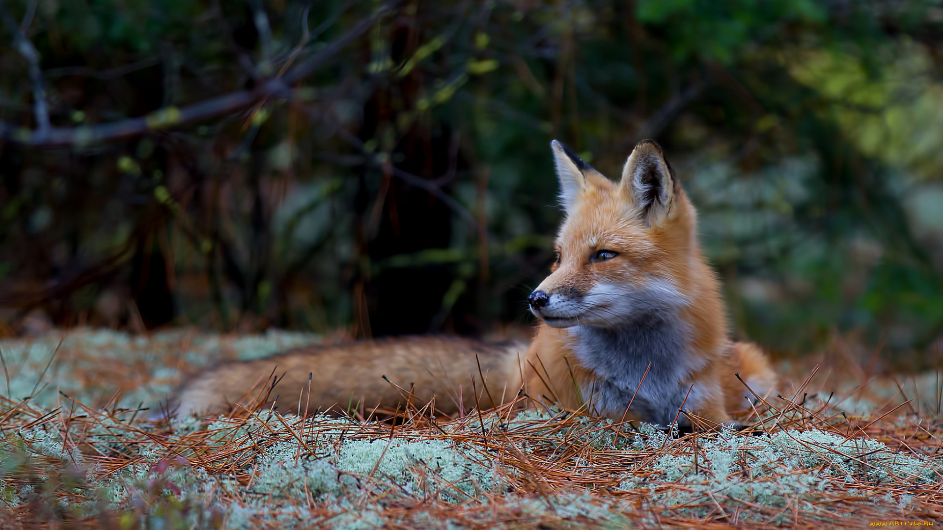 животные, лисы, лисичка