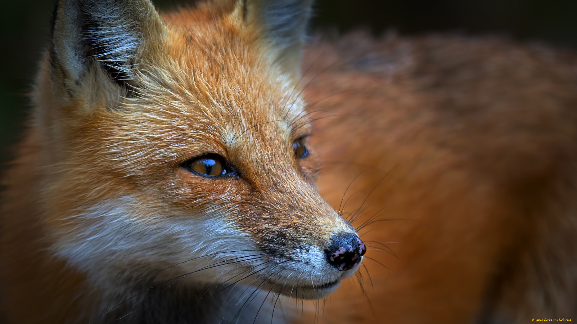 животные, лисы, лисичка