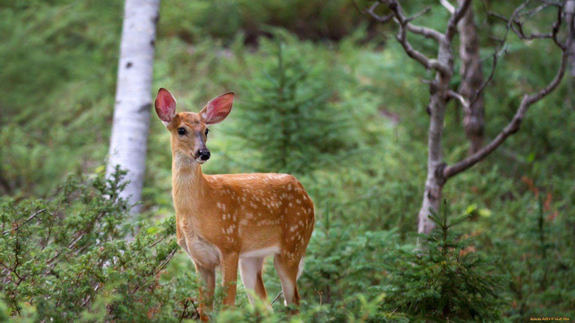 животные, олени, олень, пятнистый