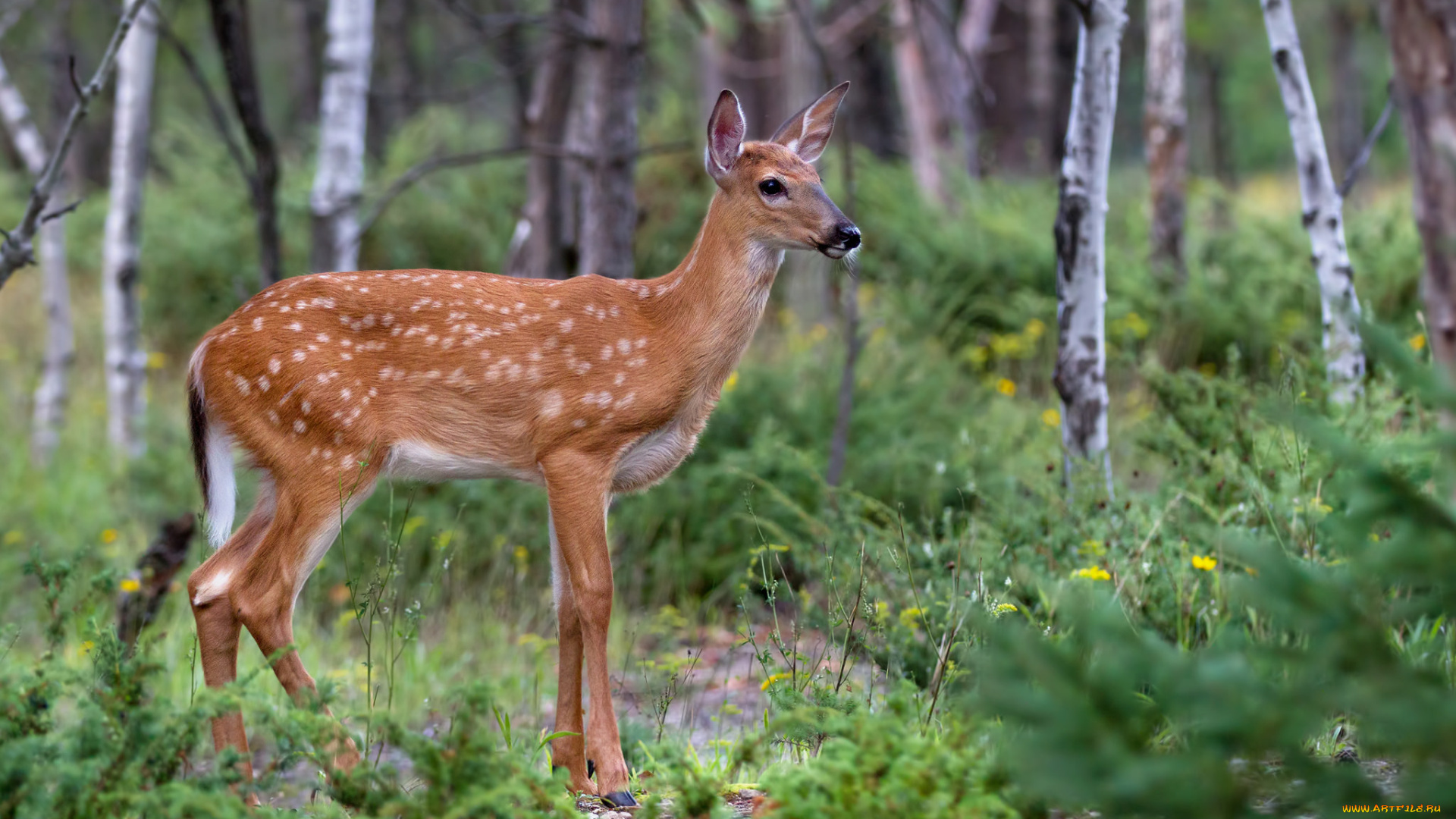 животные, олени, олень, пятнистый