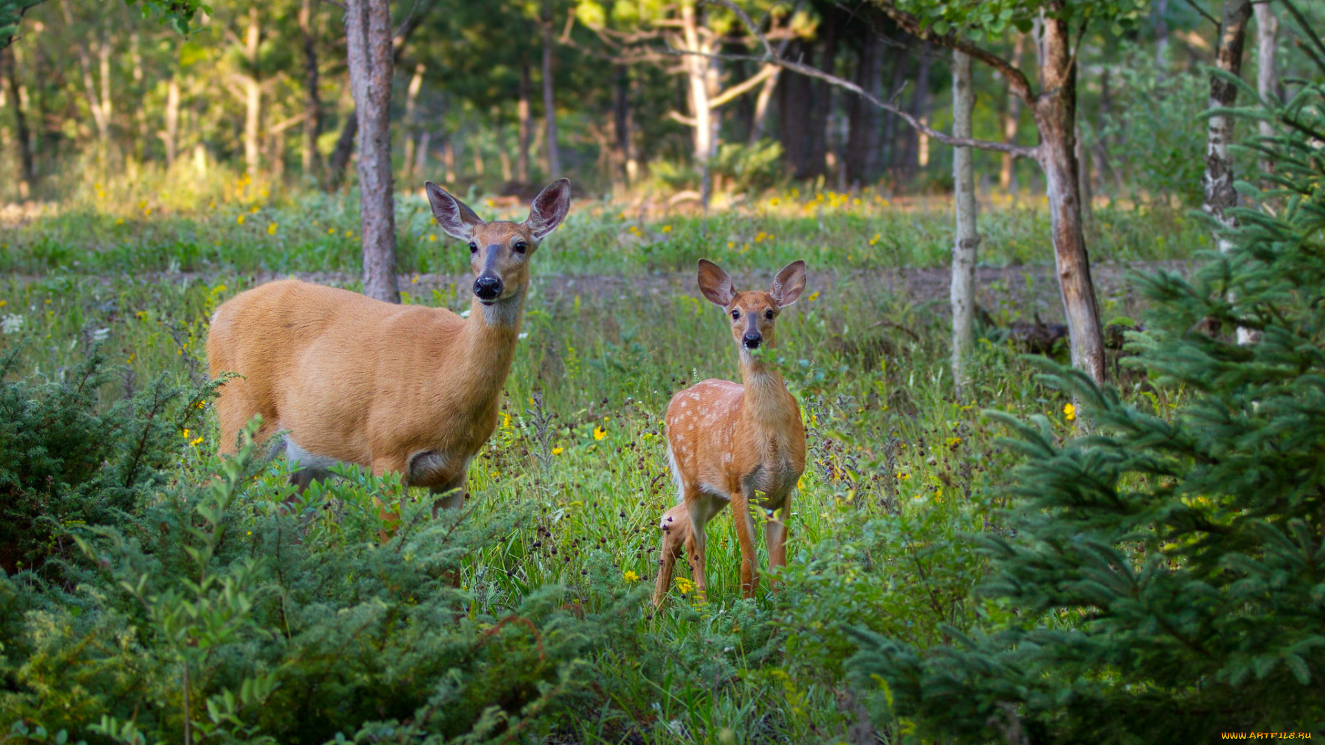 животные, олени, олень, пятнистый