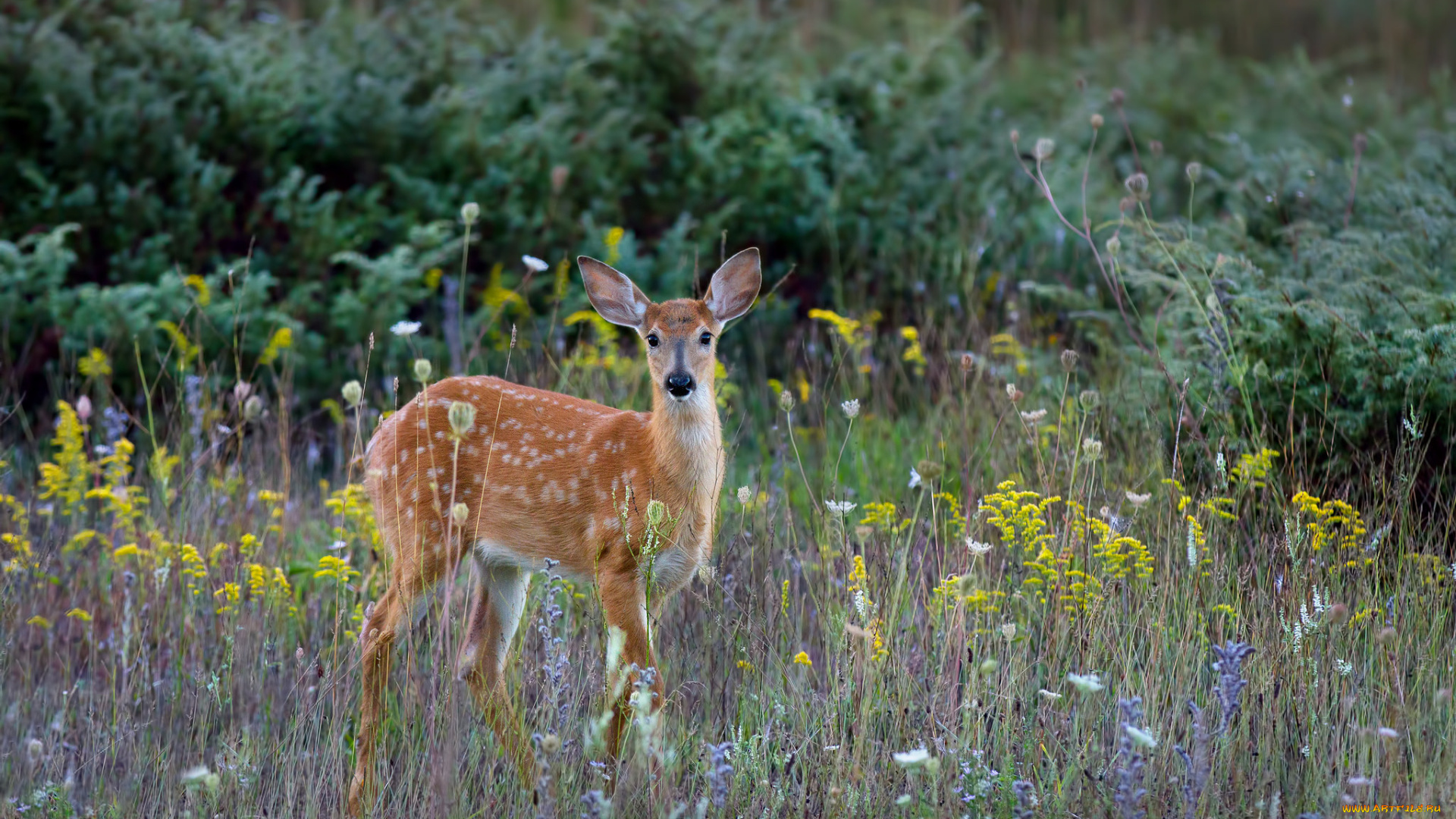 животные, олени, олень, пятнистый